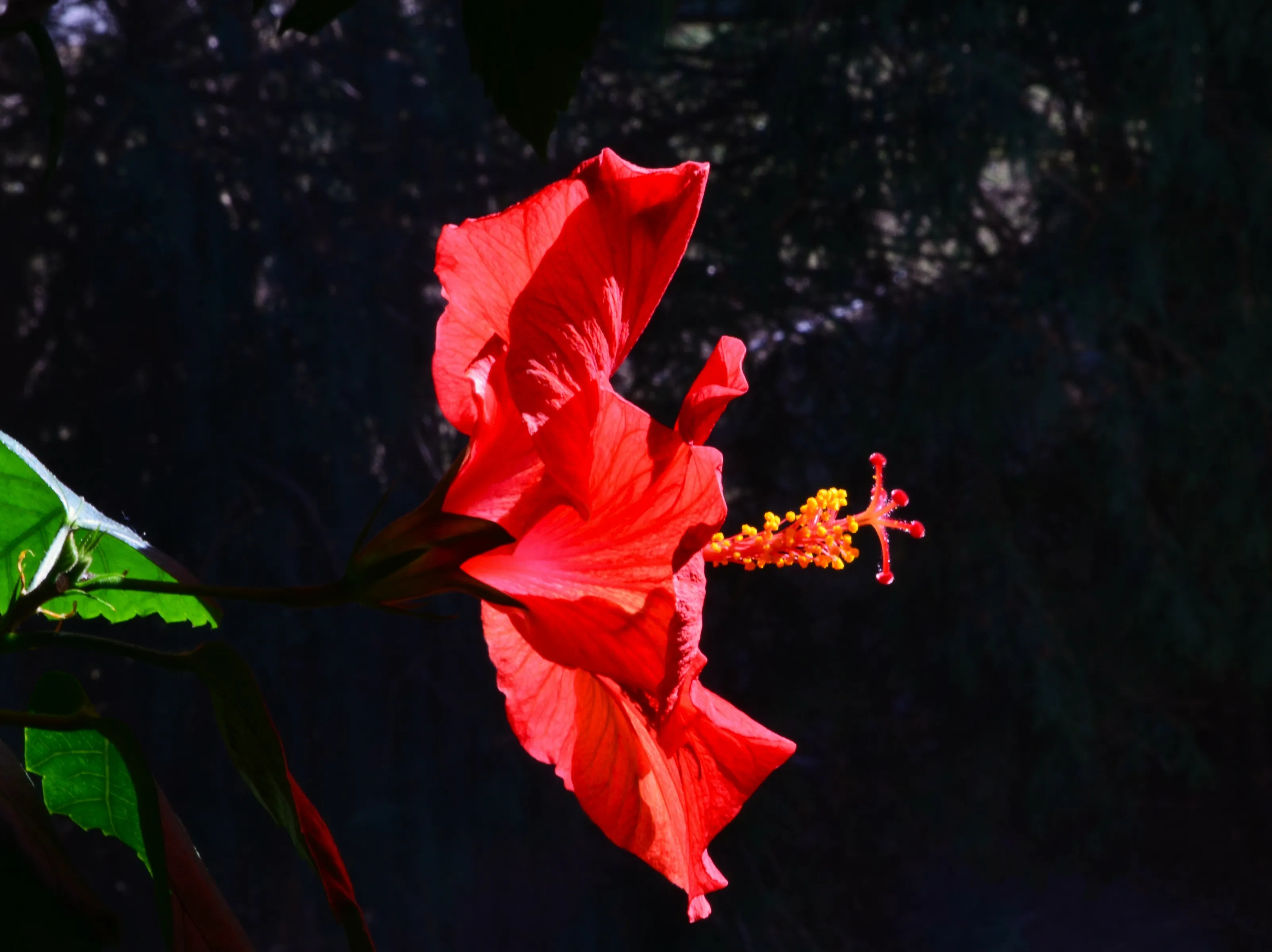 Spotlit Natural Subjects