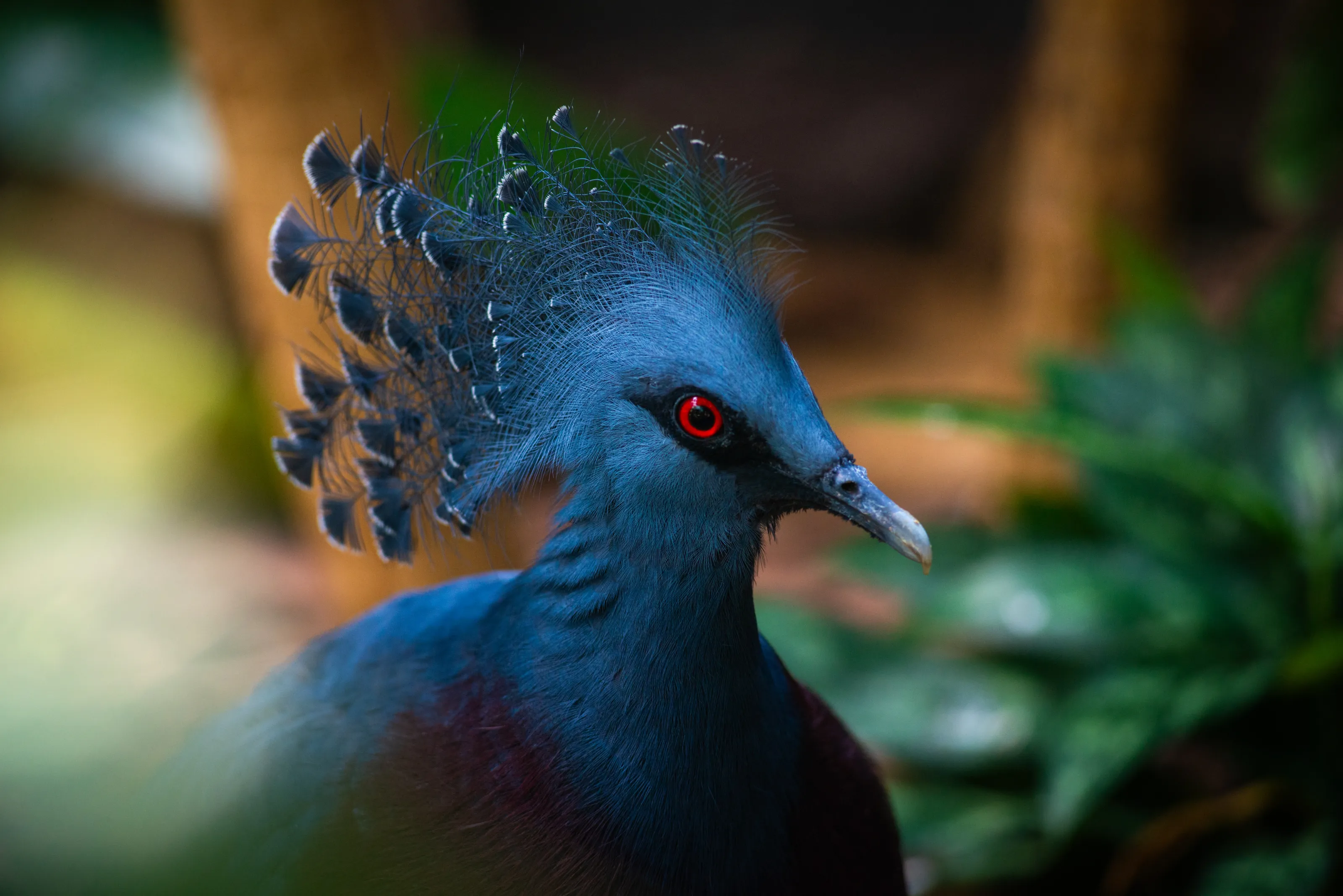 Victorian Crowned Pidgeon