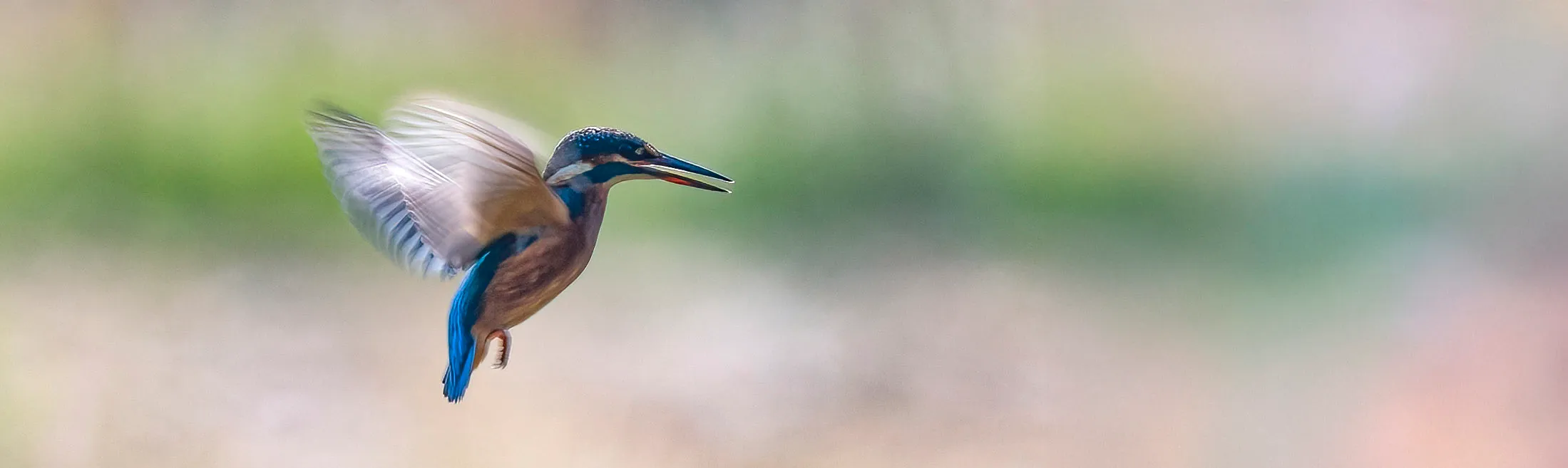 hovering king