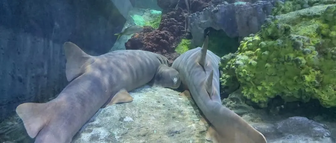 Nurse Sharks Resting
