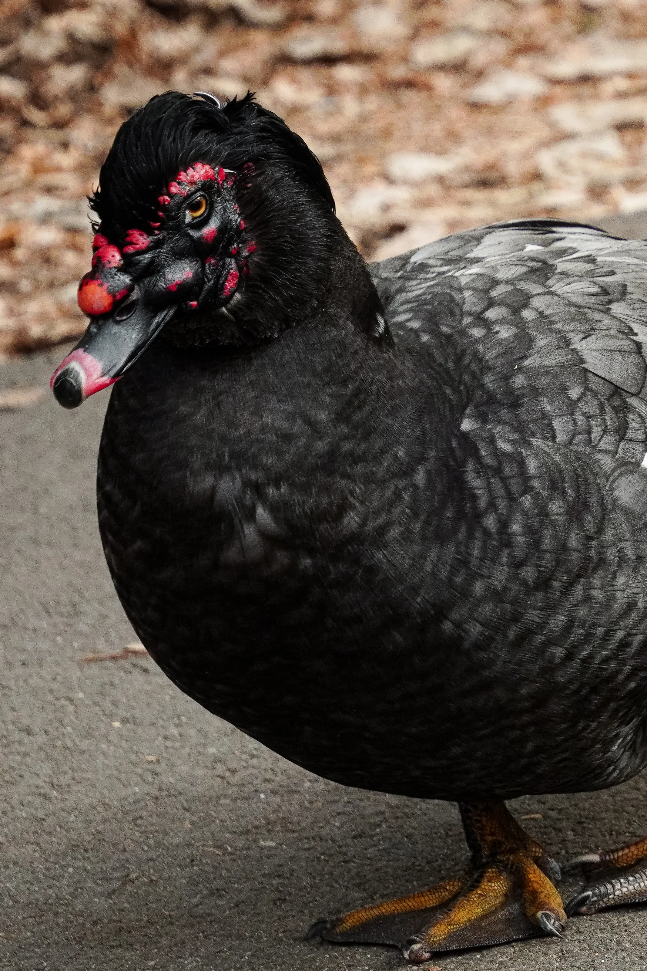 Muscovy Duck