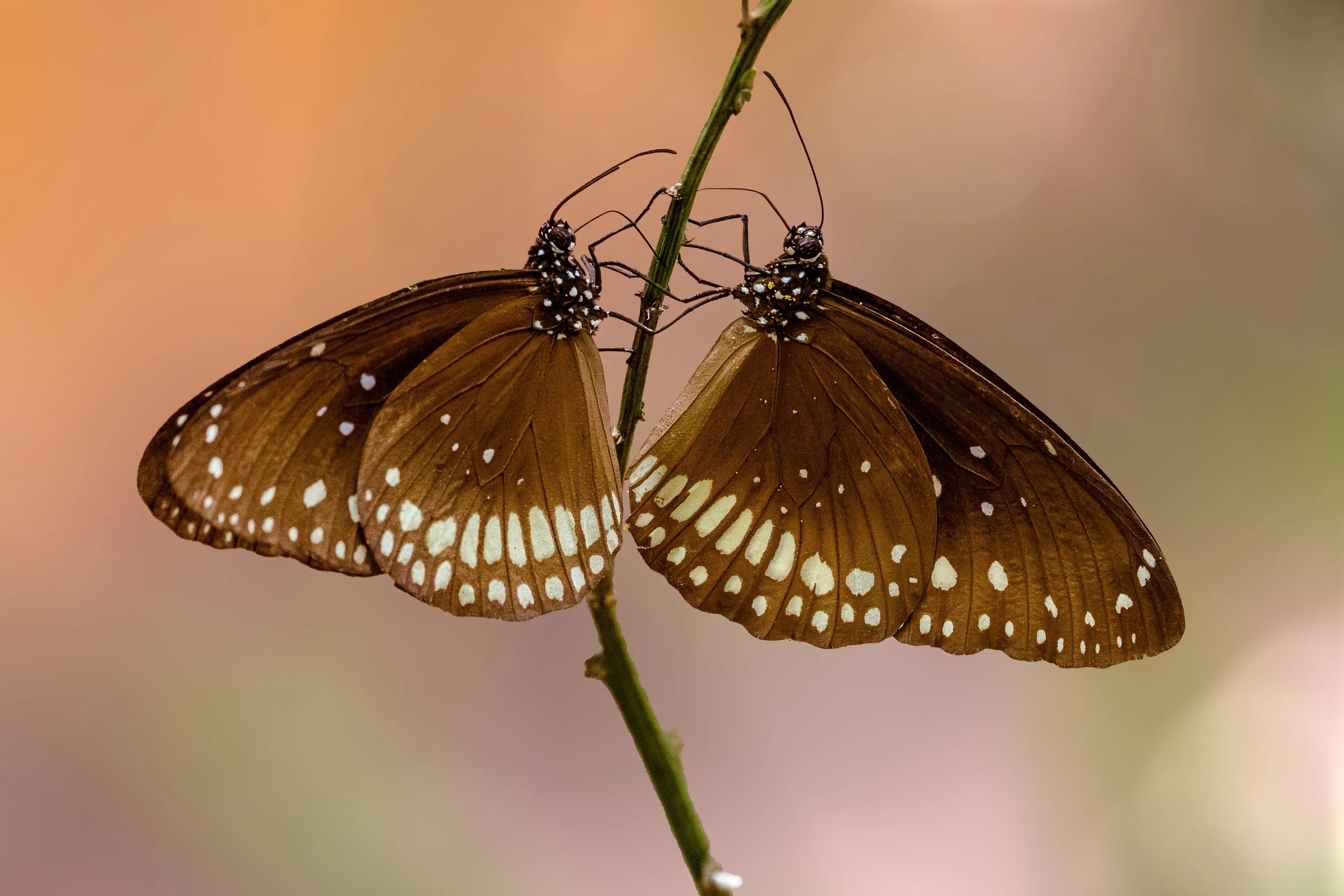 Butterflies (in colour)