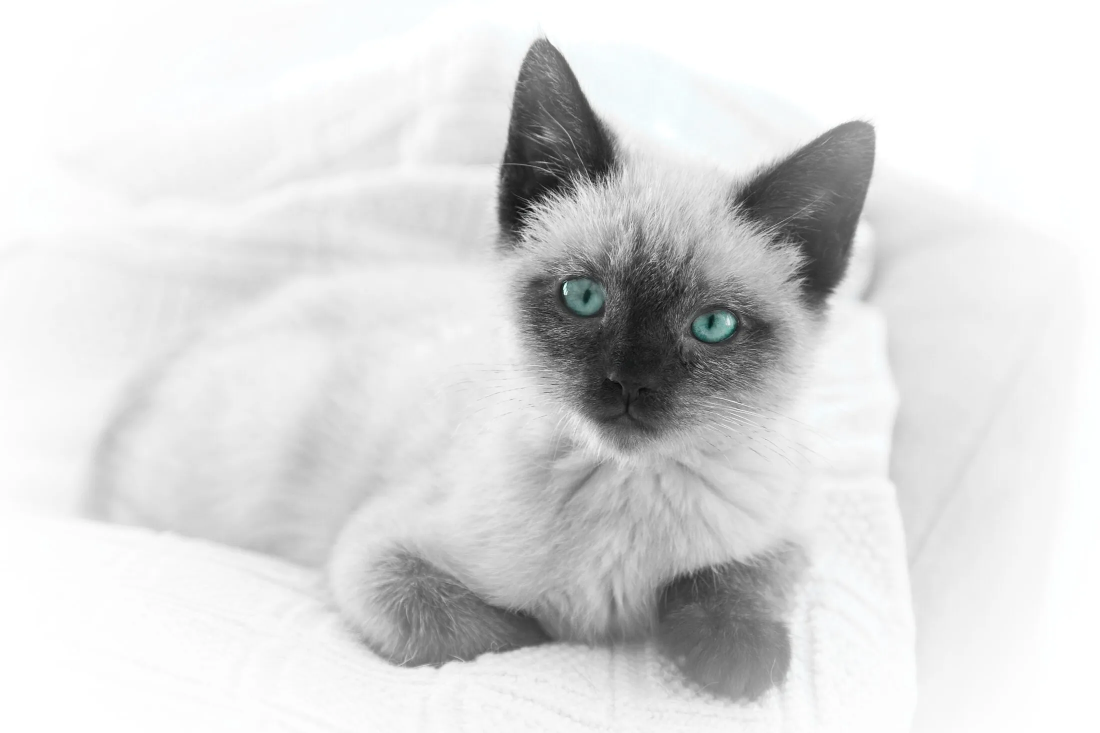 Pedigree Cat Breeds