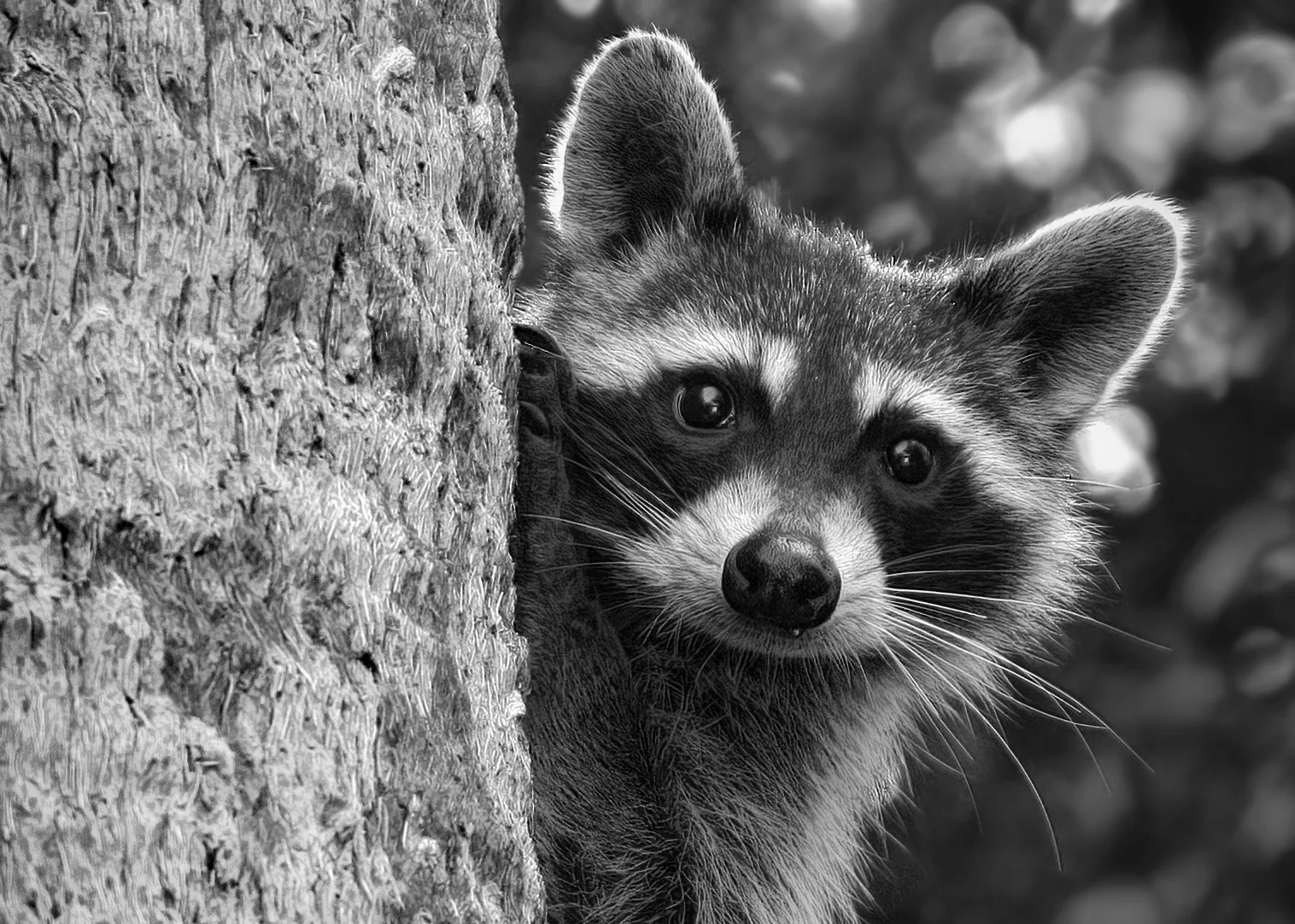 Animals in Black and White