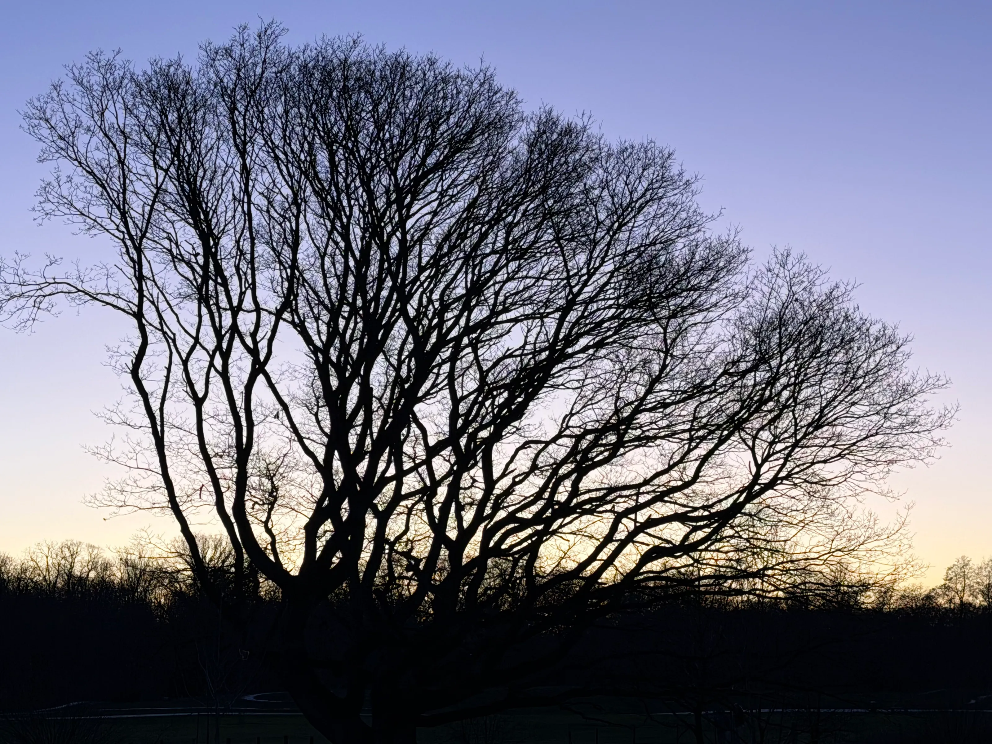 A bare tree in a winter sunset (Original)