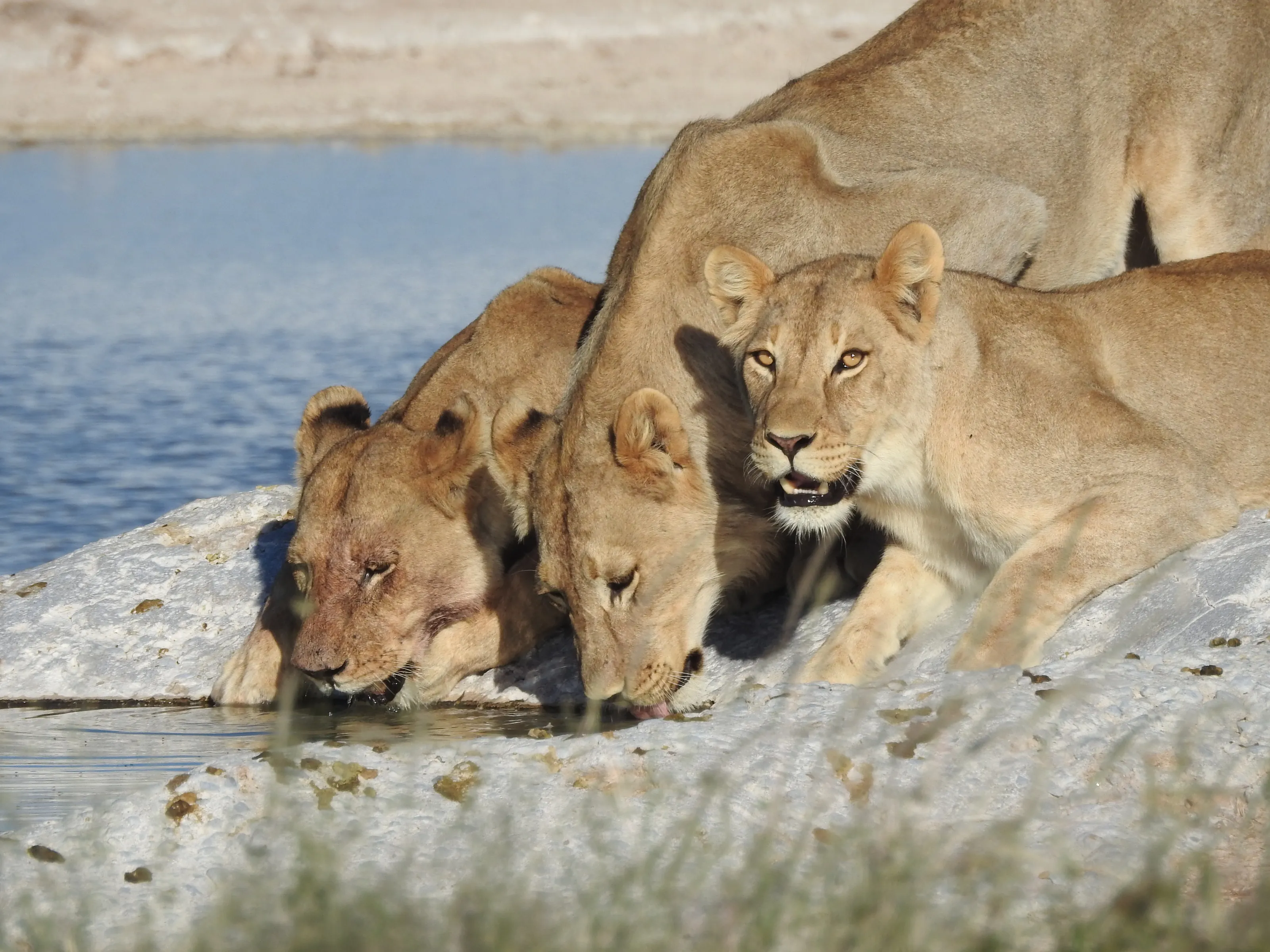 Lioness staring into my soul