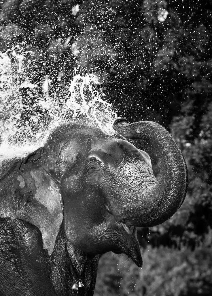 The great elephant