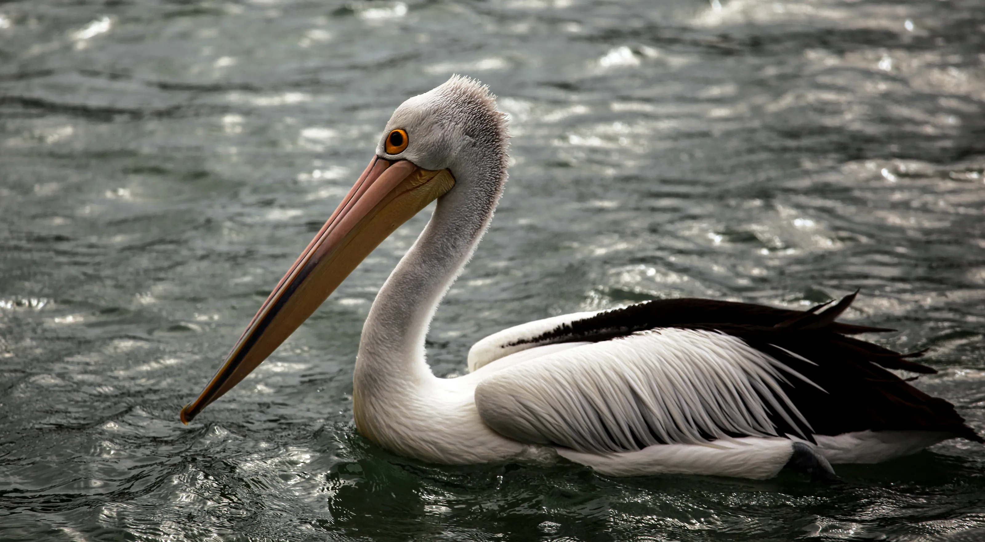 Mandurah WA Pelican