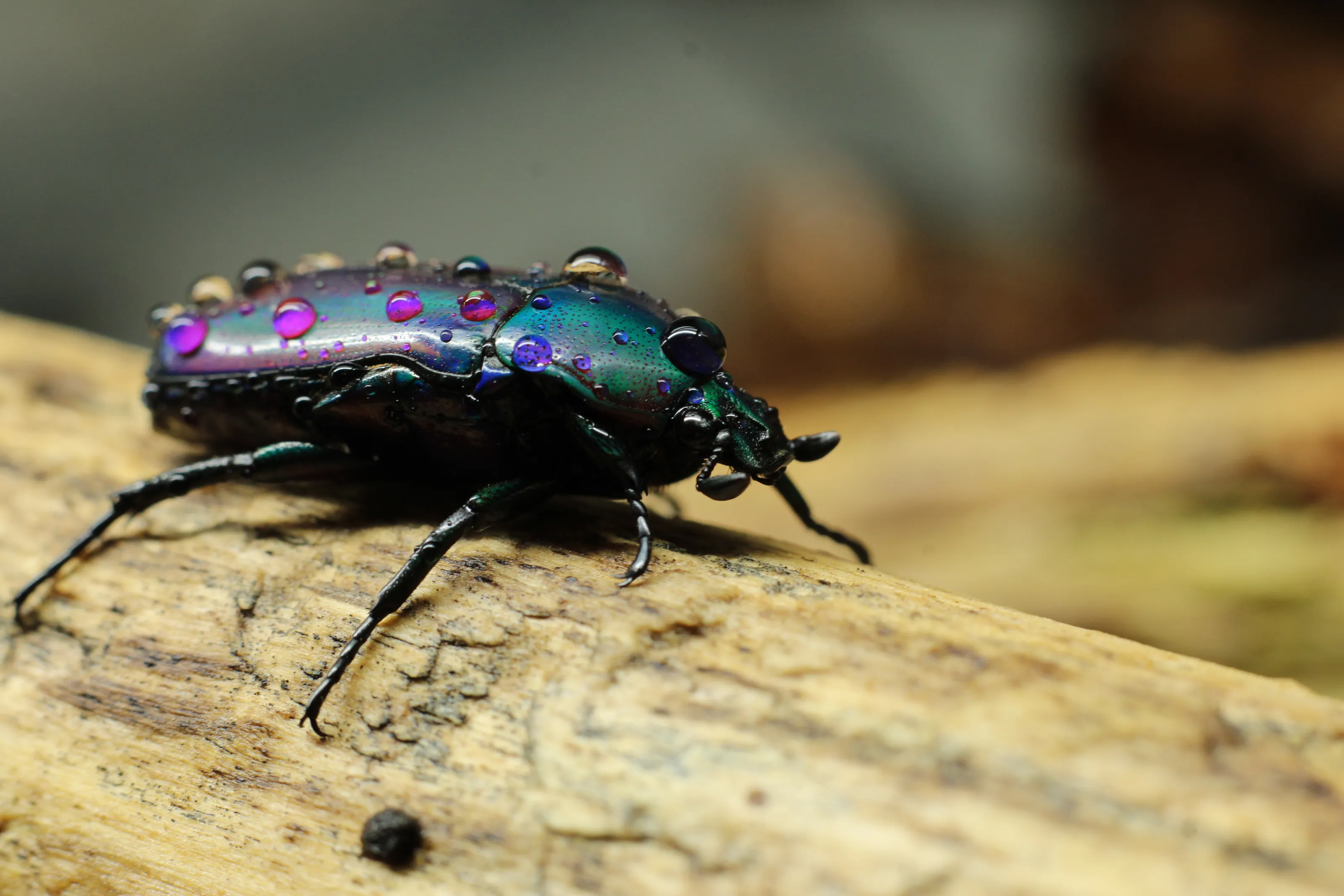 Purple Jewel Beetle