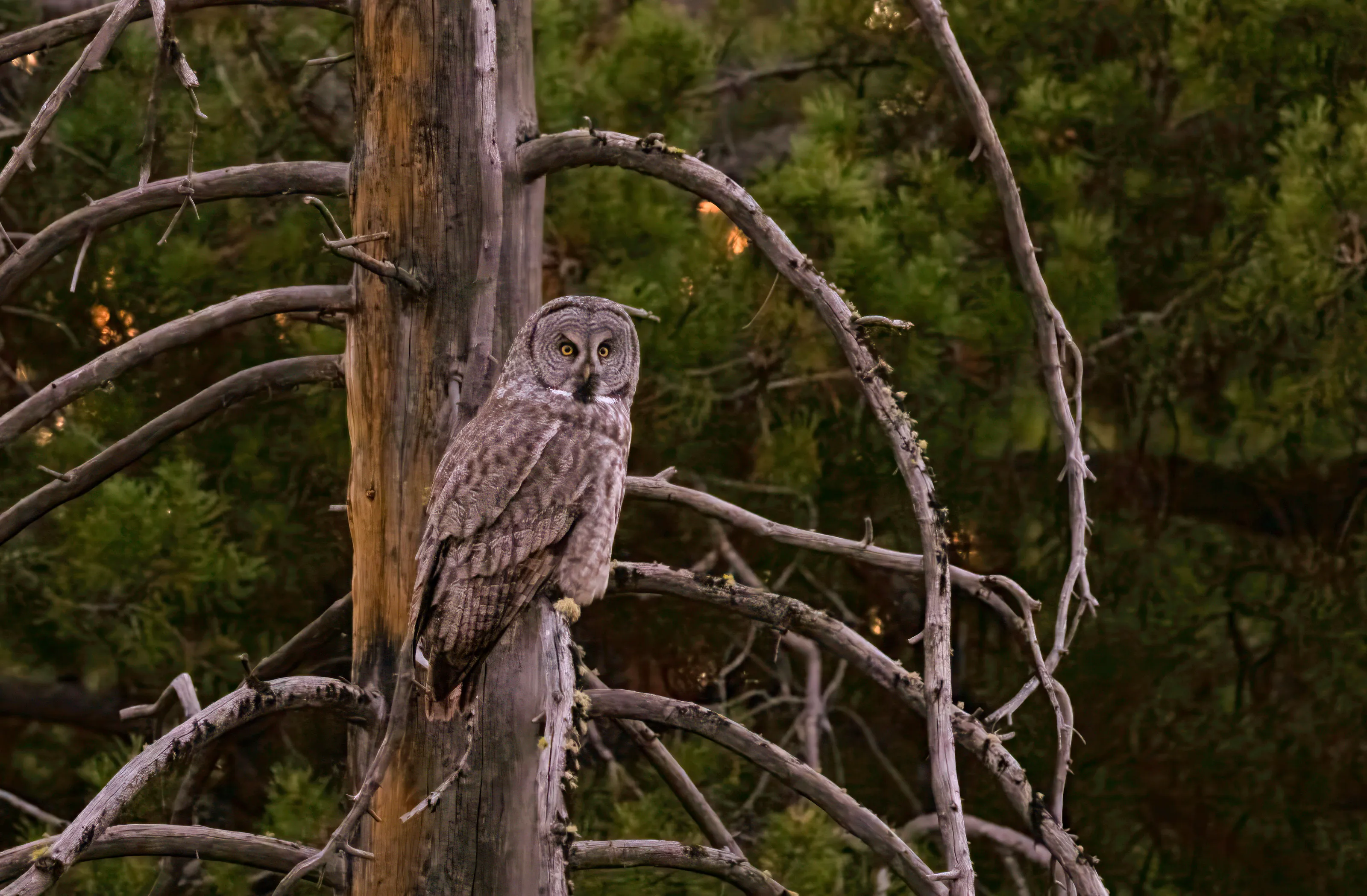 Great Gray Owl at Sunset