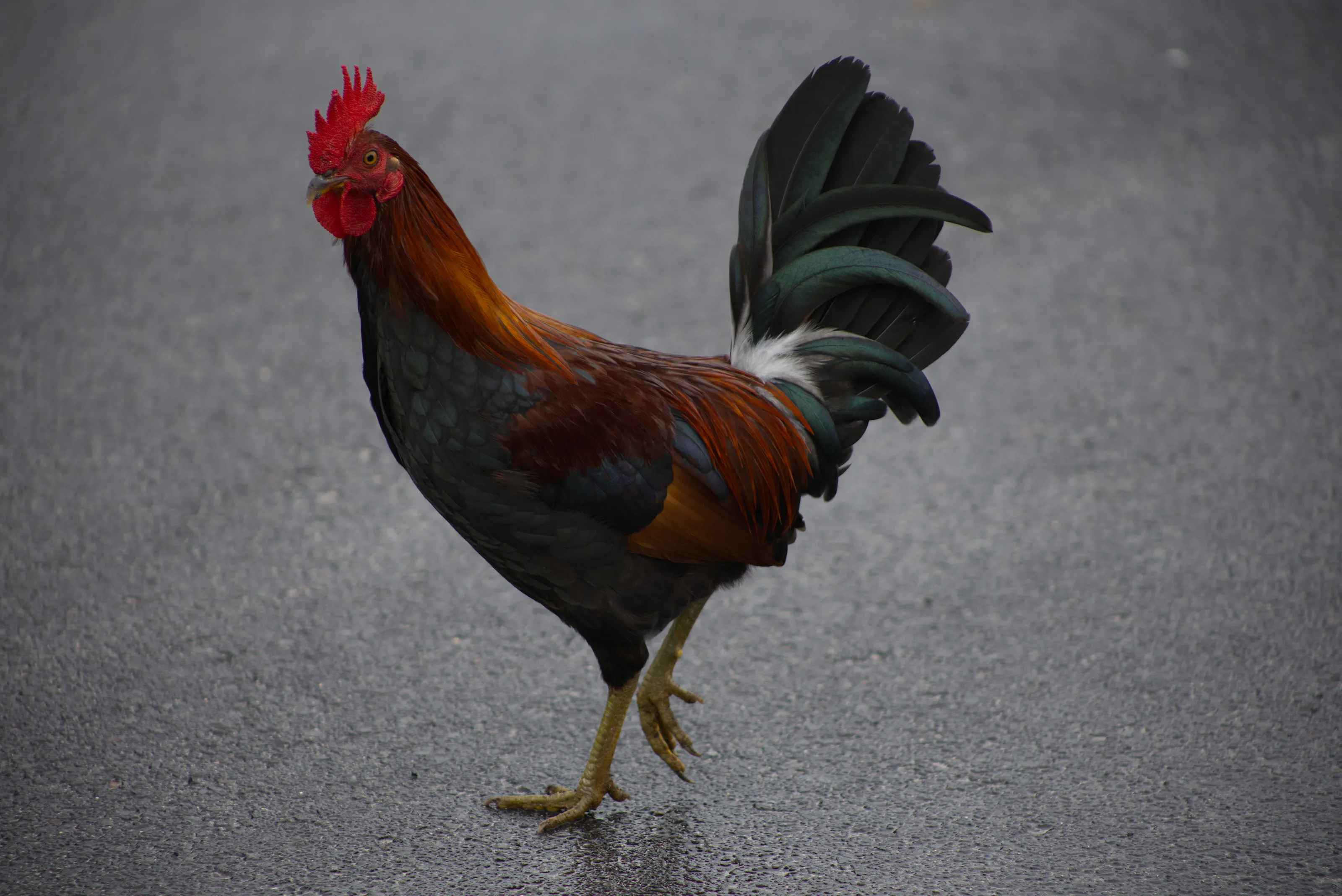 Nice Cock