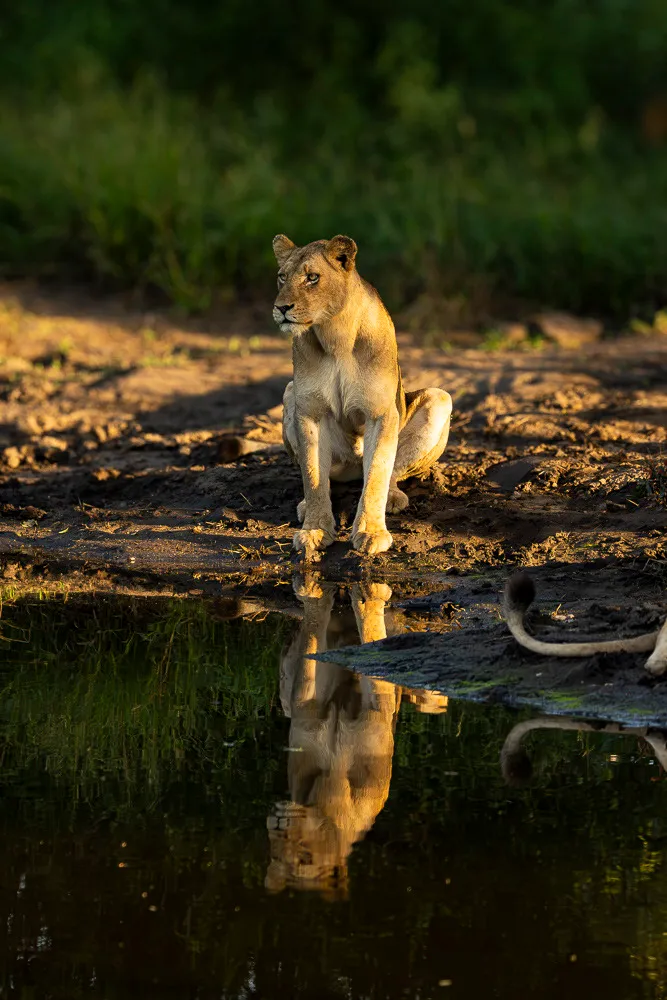 Lioness at the waterhole
