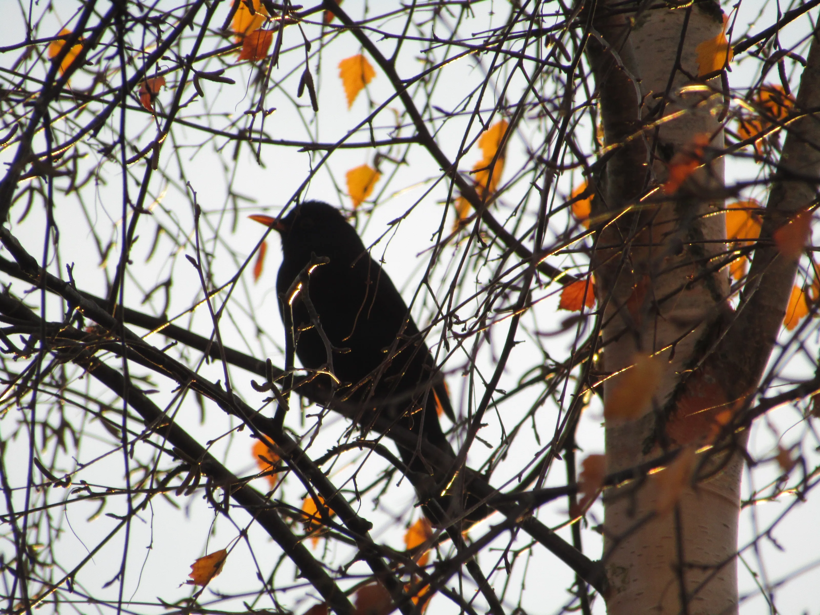 Blackbird in a tree