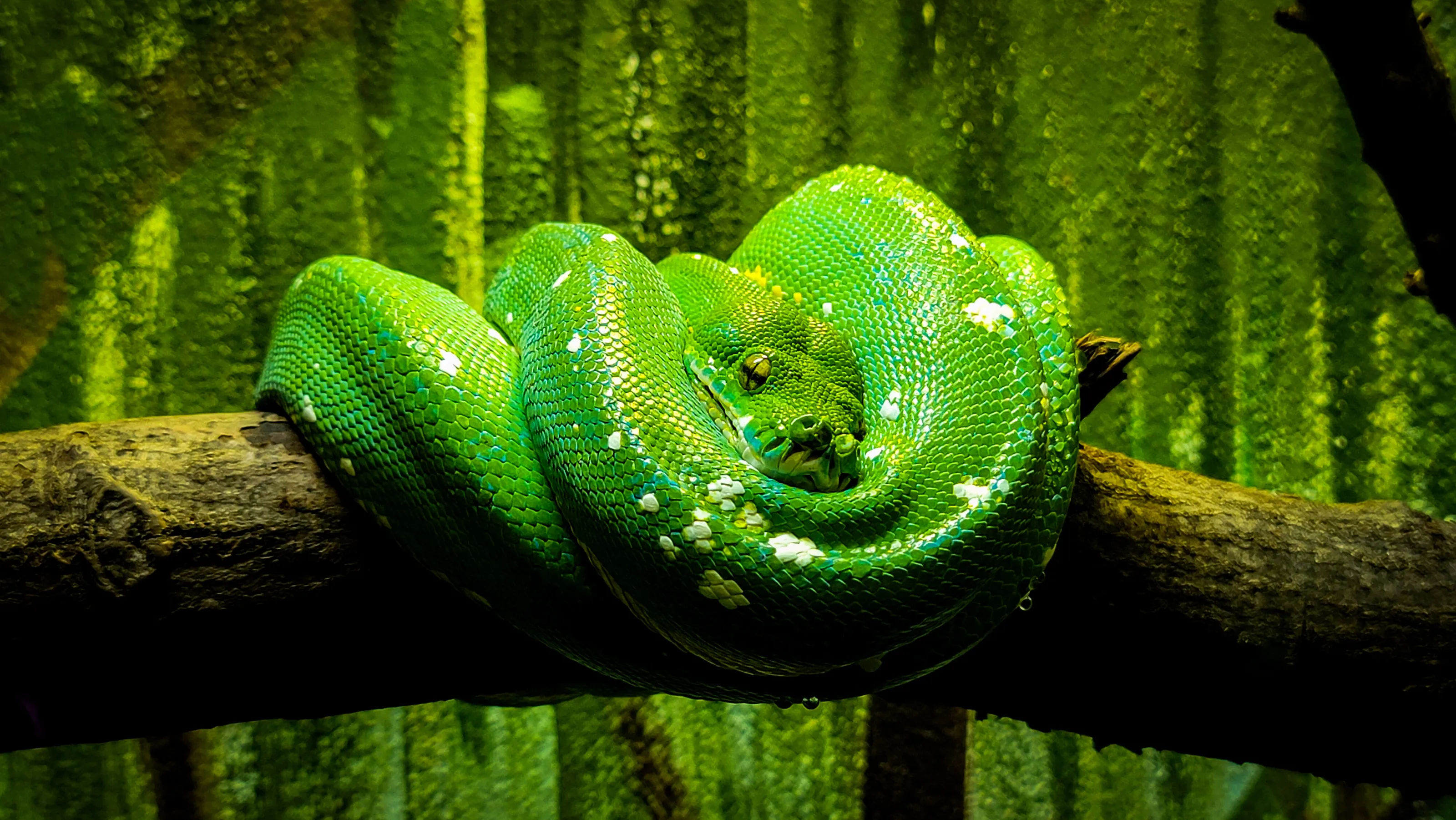 Snakes (no predation shots)