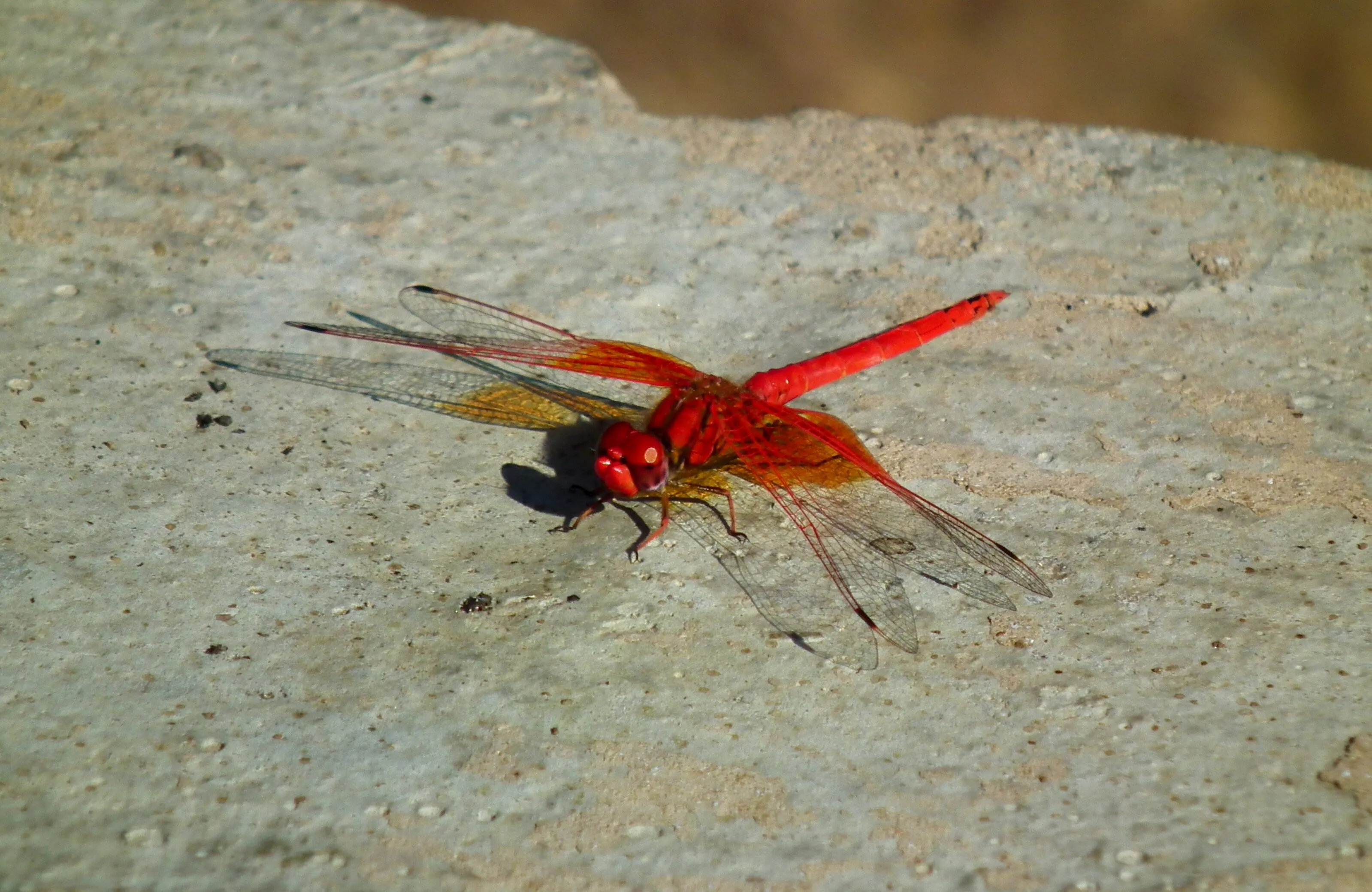 Red Dragonfly