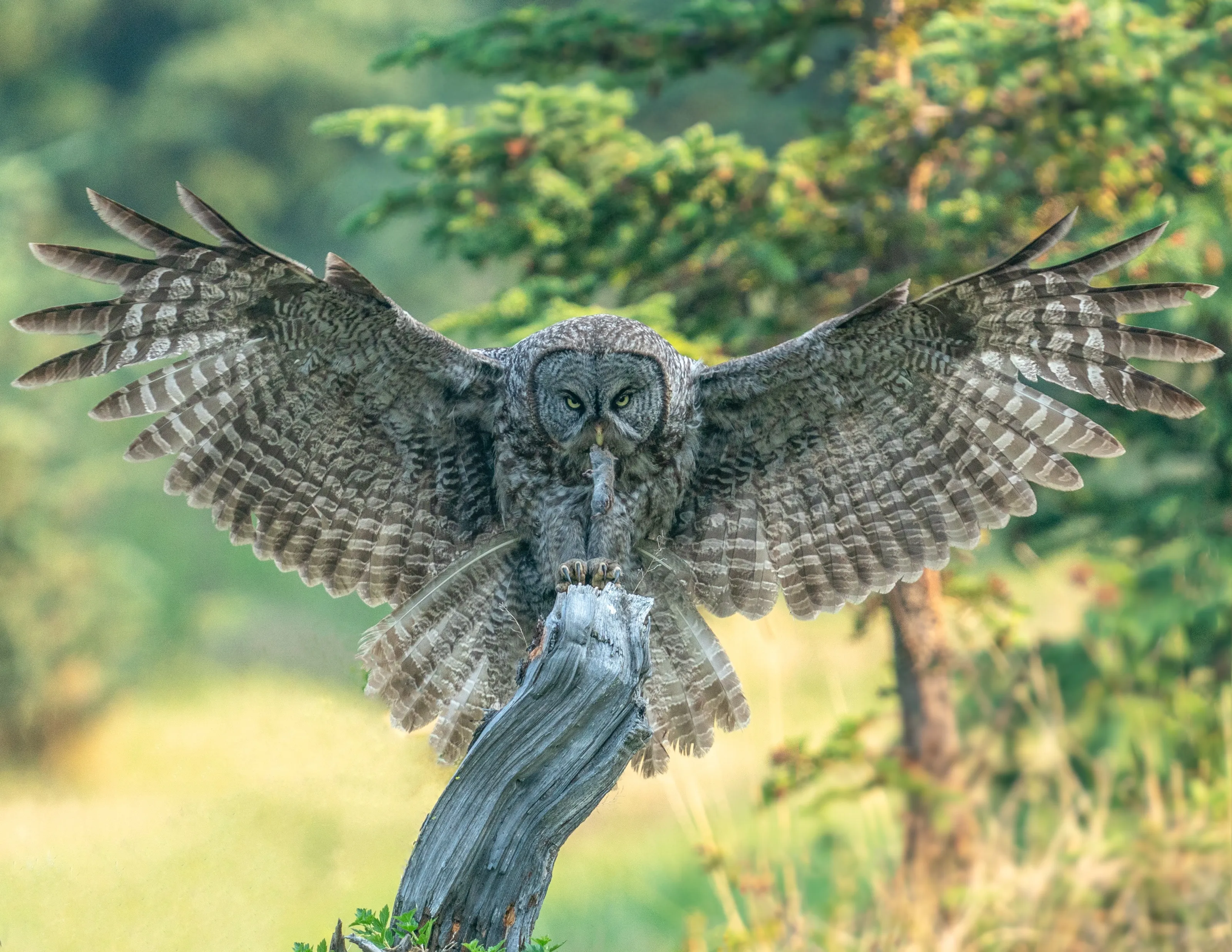 Great gray landing