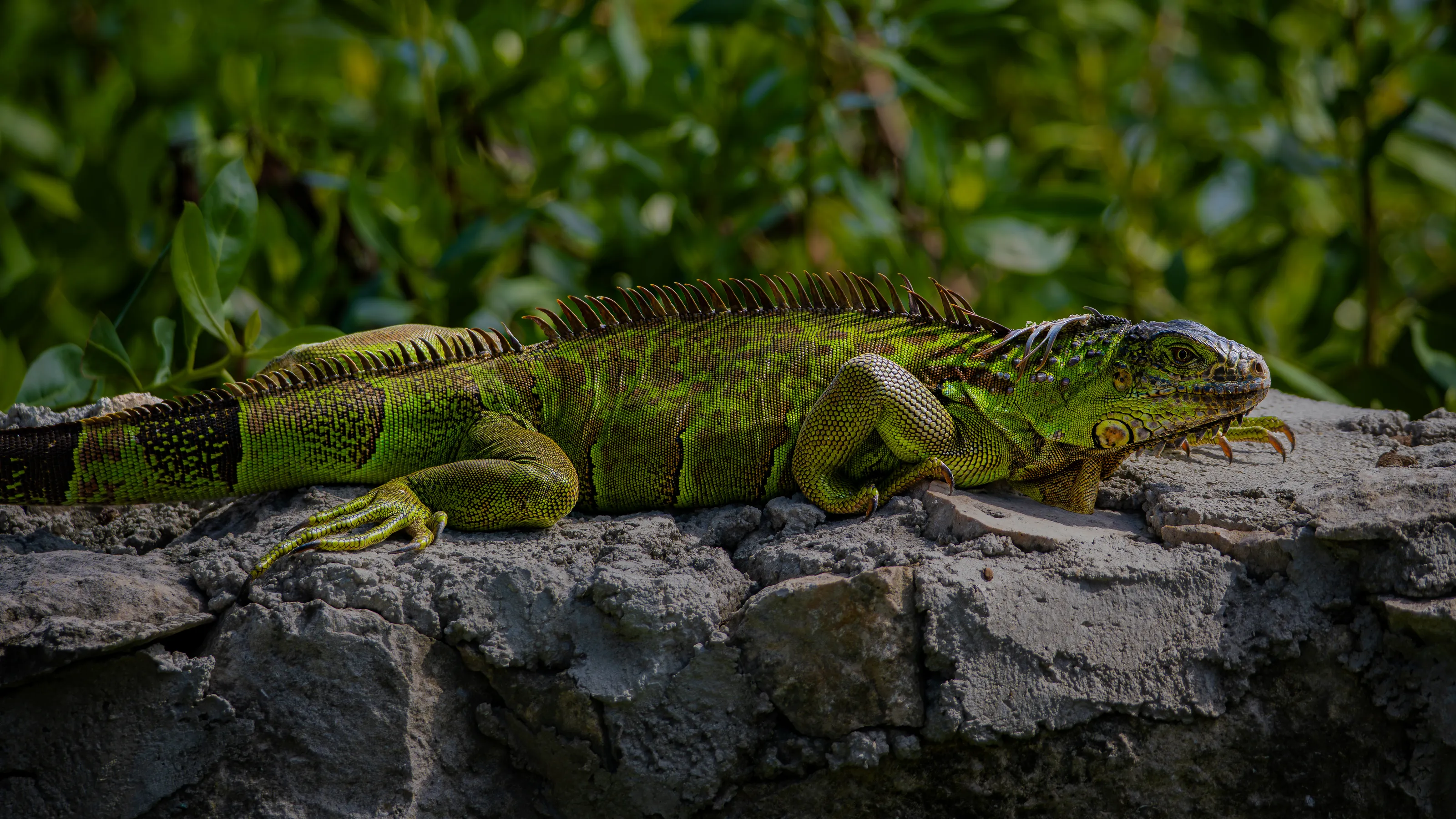 Green Iguana