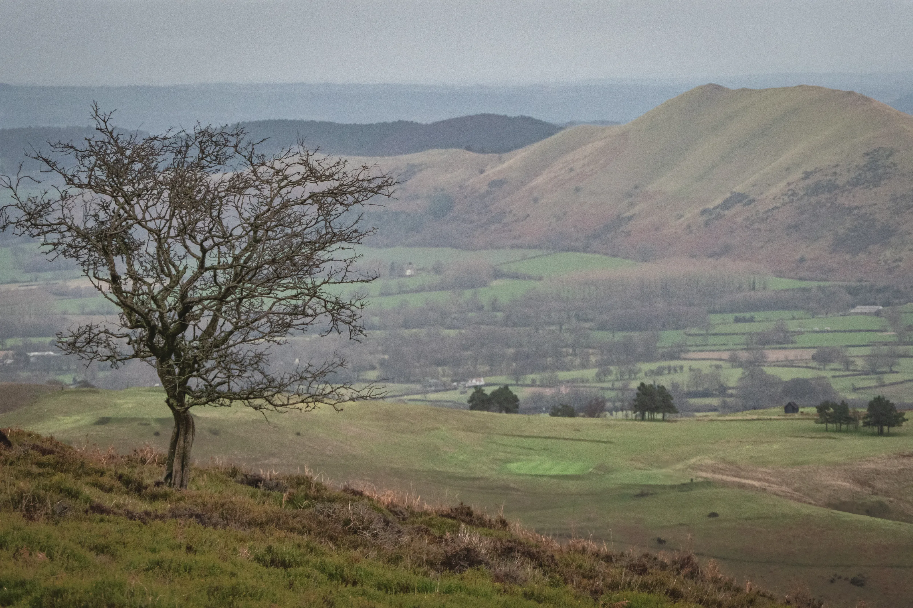 Leafless Trees