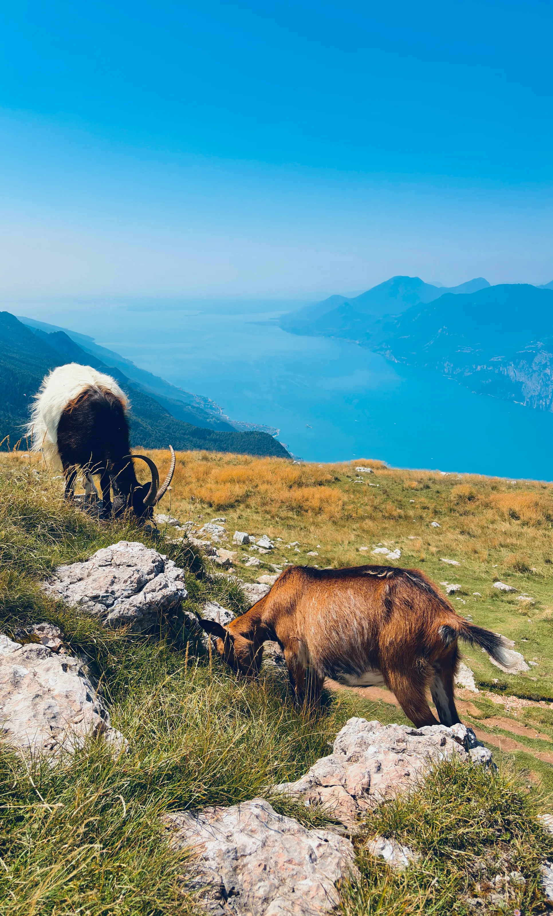 Two goats overlooking Lake Garda