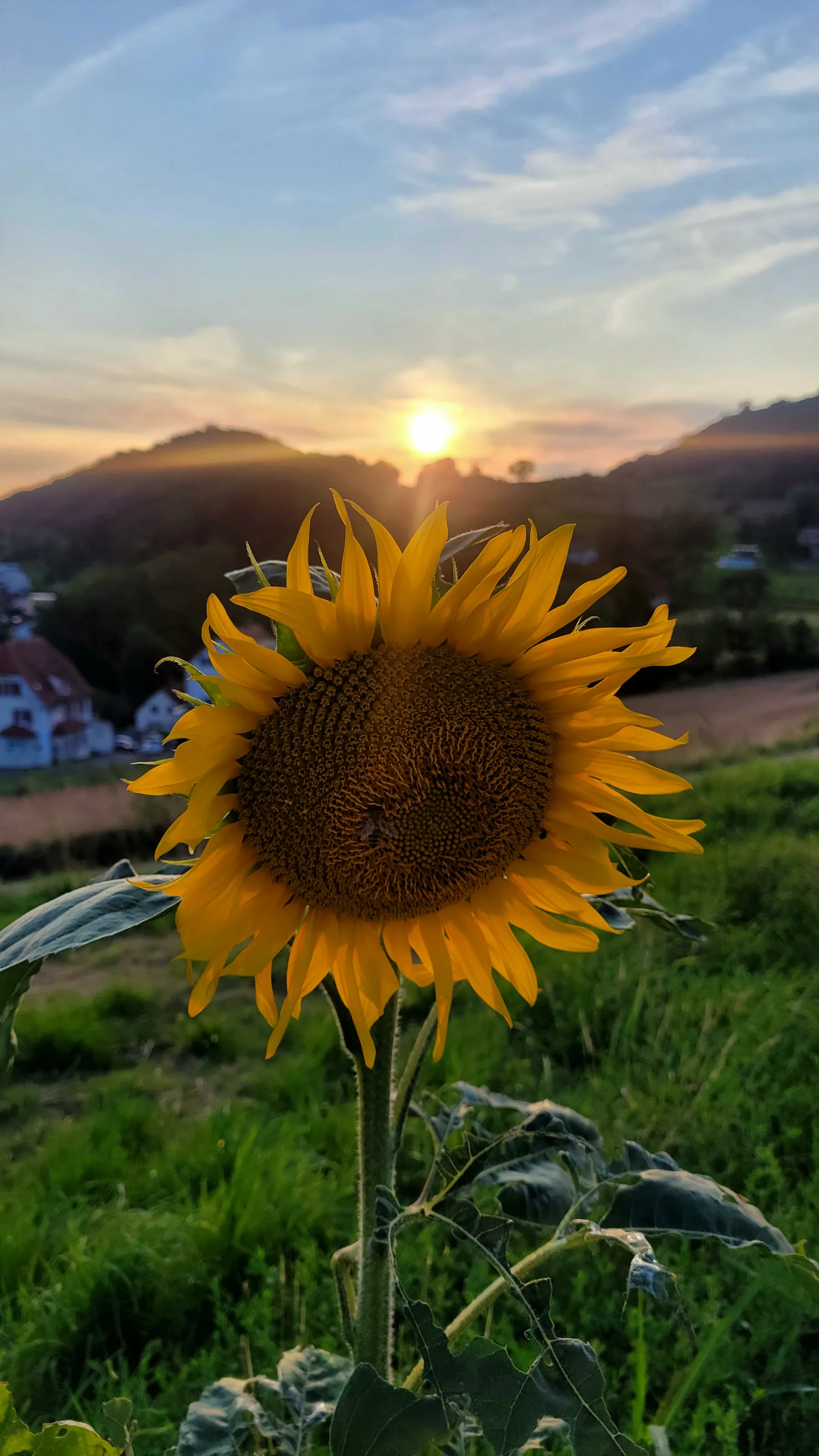 Sunflower in Ennetbaden
