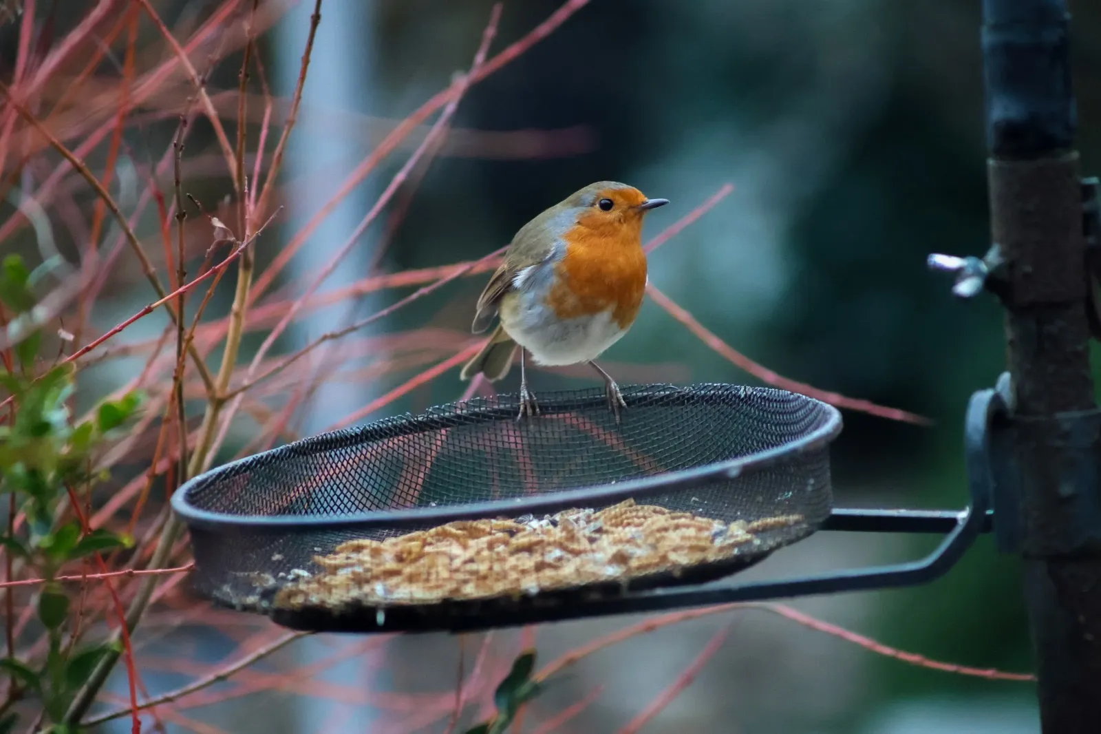 Beautiful robin