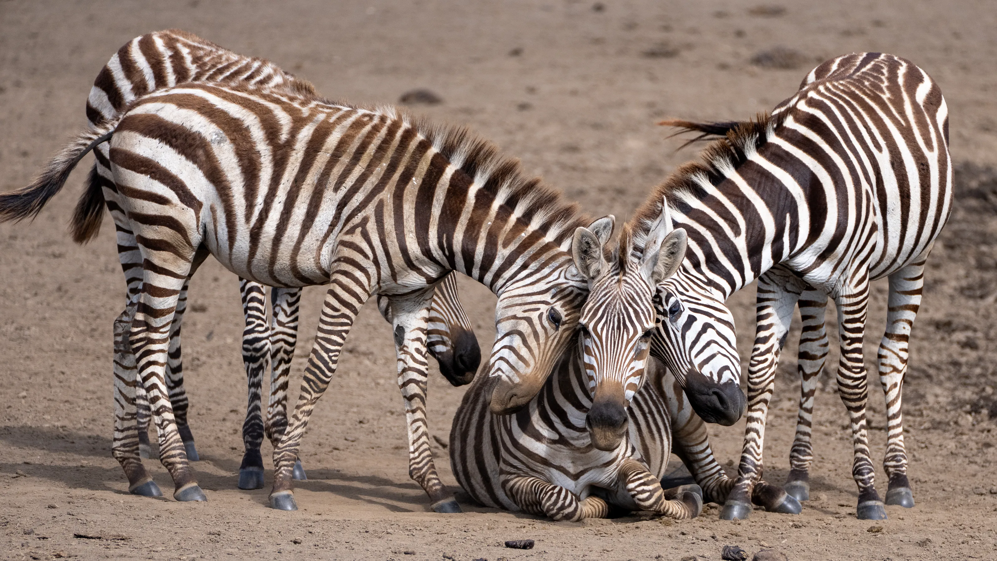 Zebra hugs