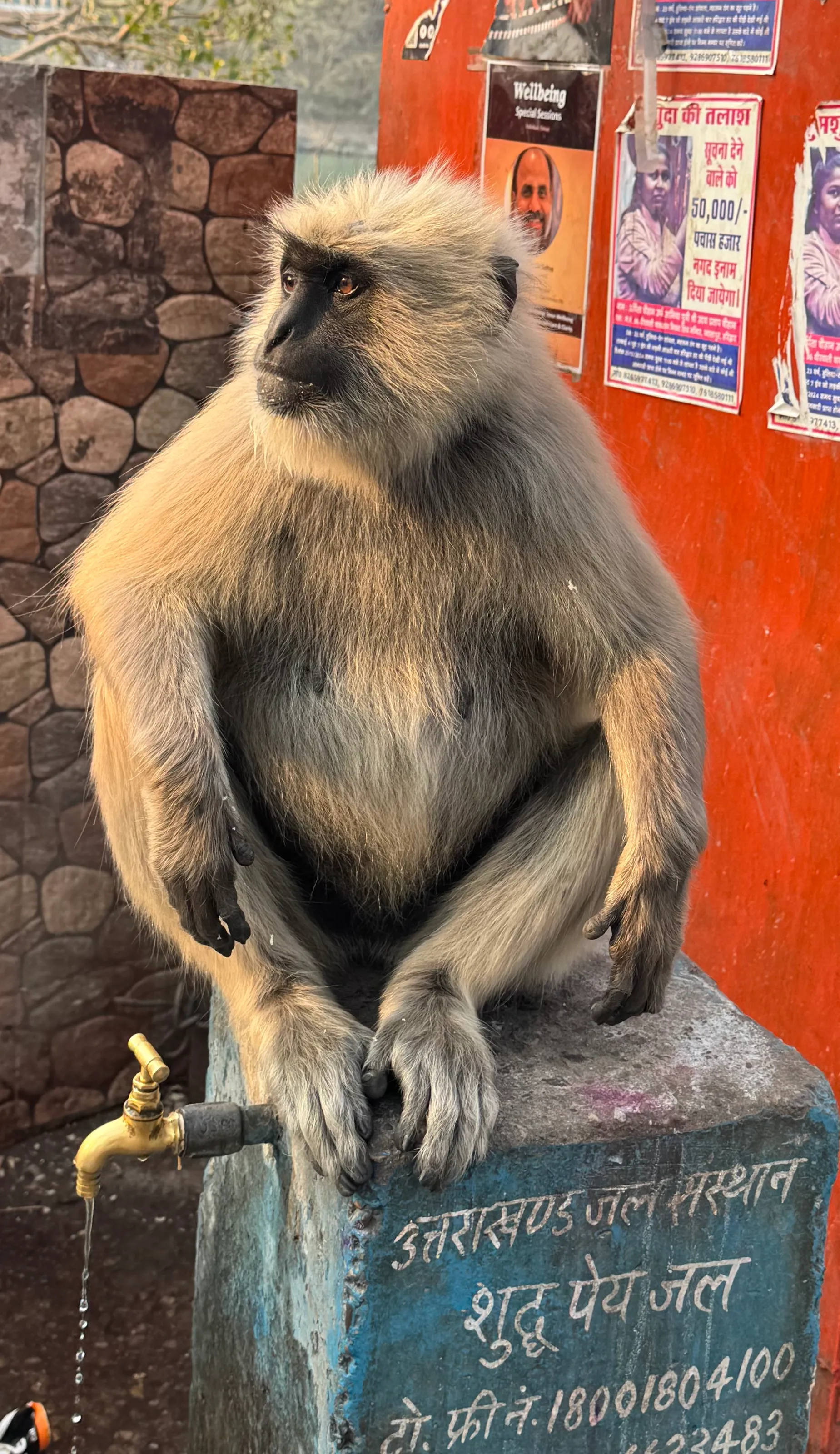 Monkey on fountain in Rishikesh, India