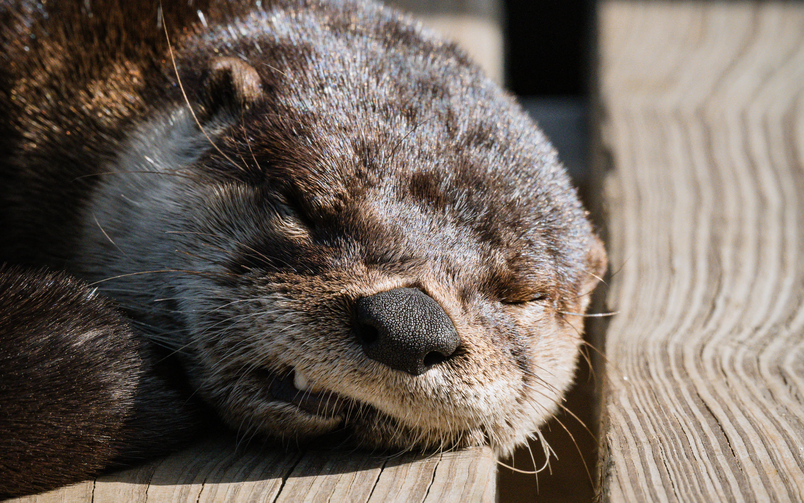 The Sleepy Sovereign of Wakulla Springs