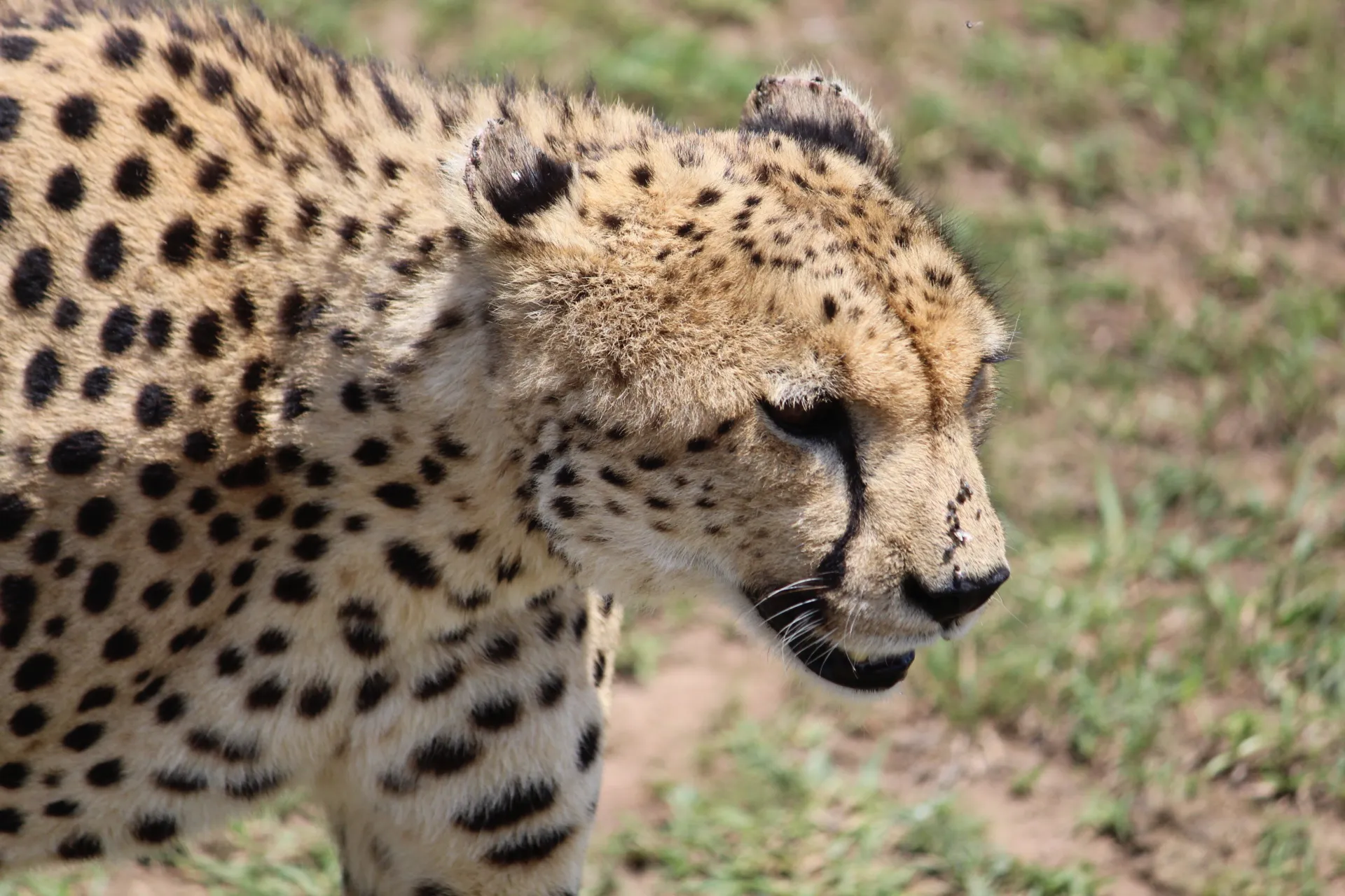 Predator's Gaze