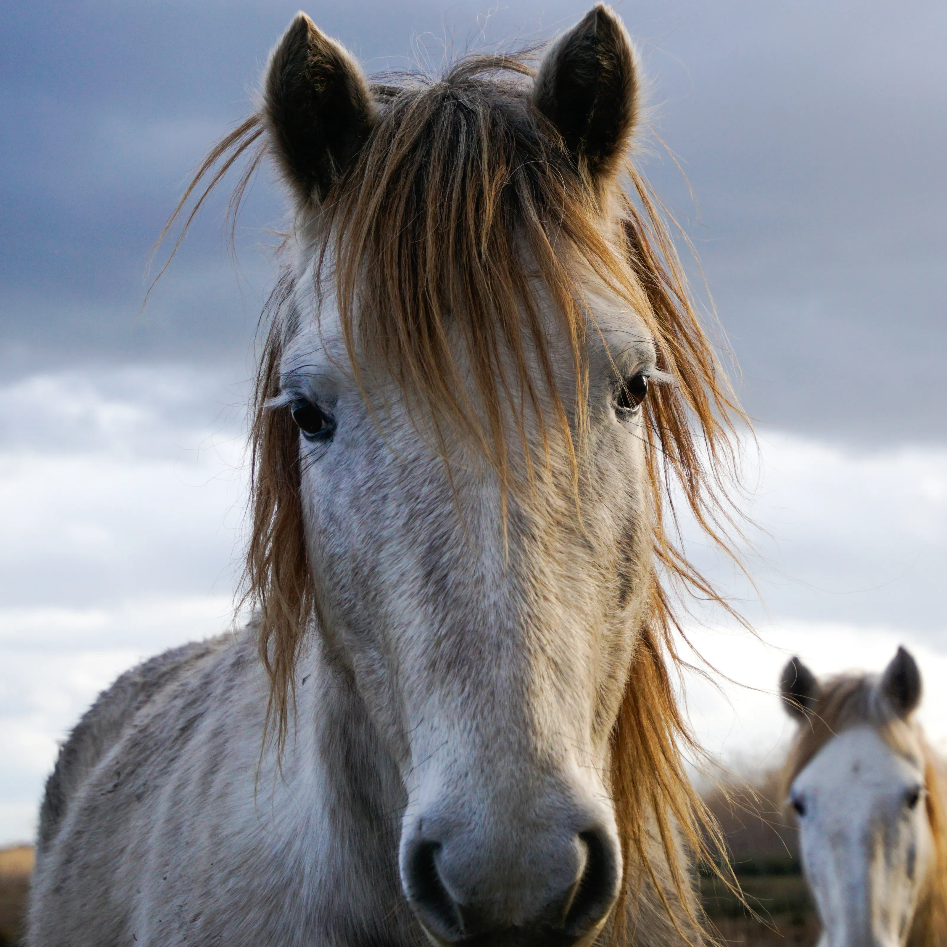 Slow Horses