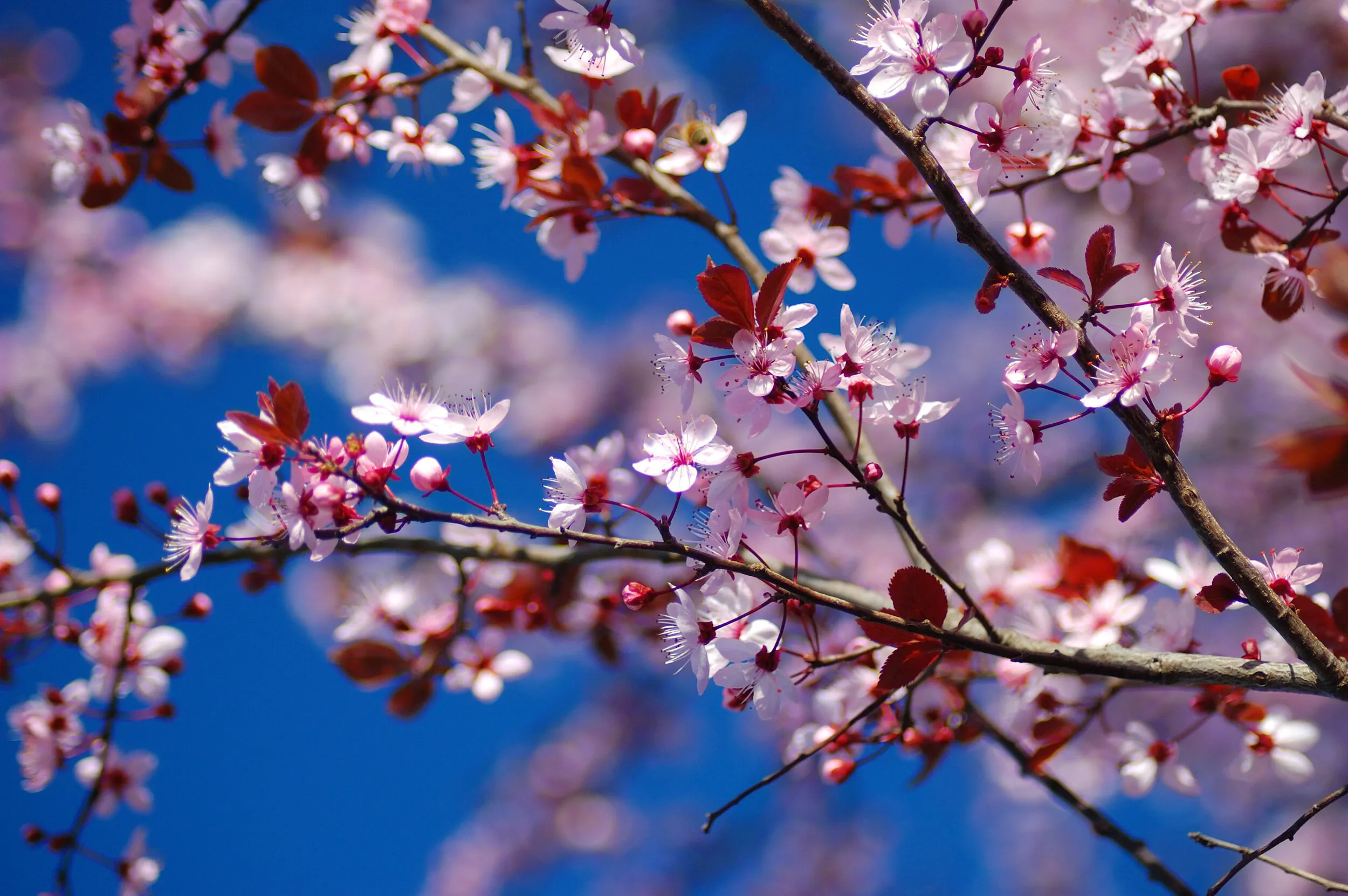 Spring ia coming - Cherry blossom