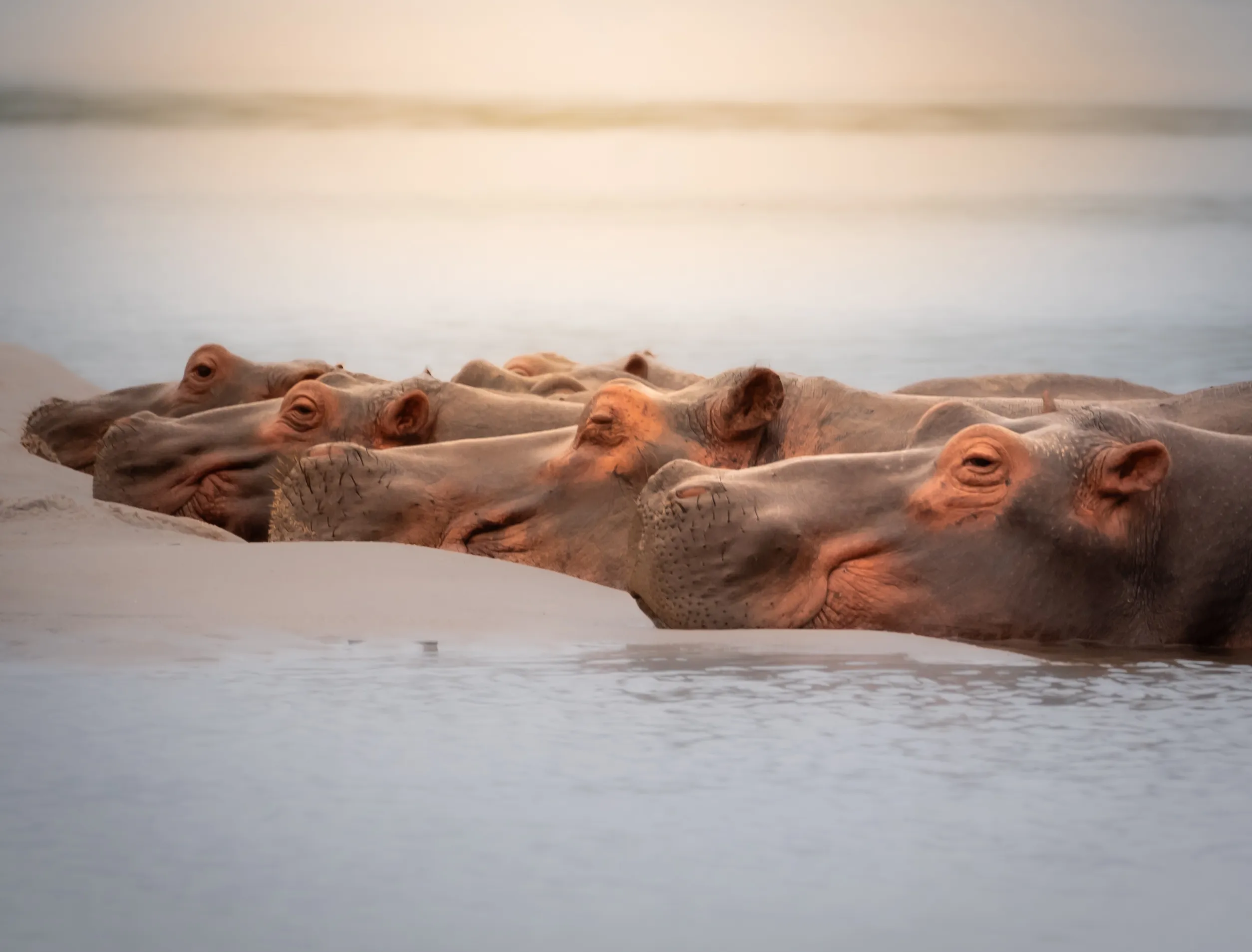 Sunset Guardians of the Zambezi River