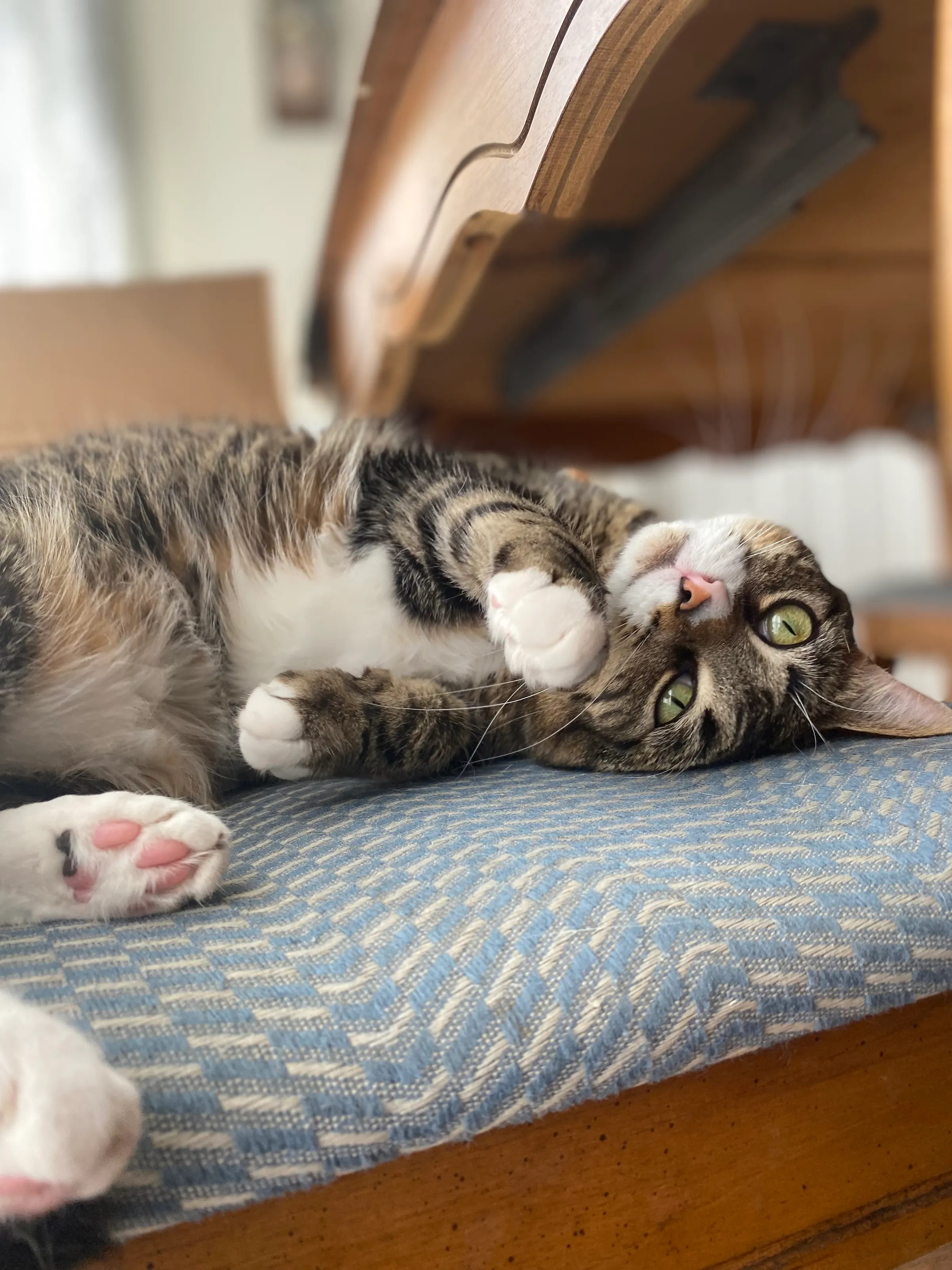 Look at Me Meow