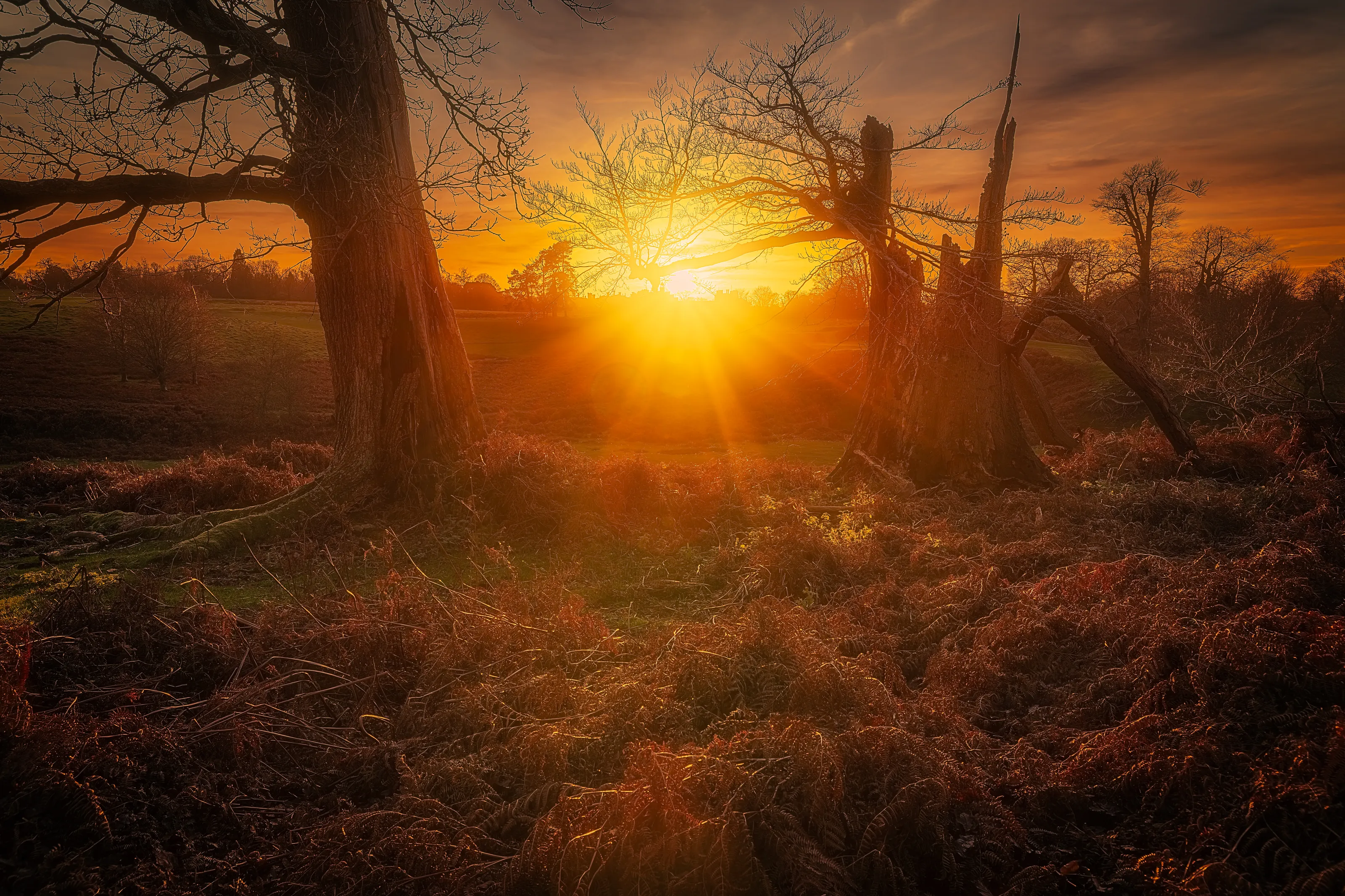 Knole Park Sunset