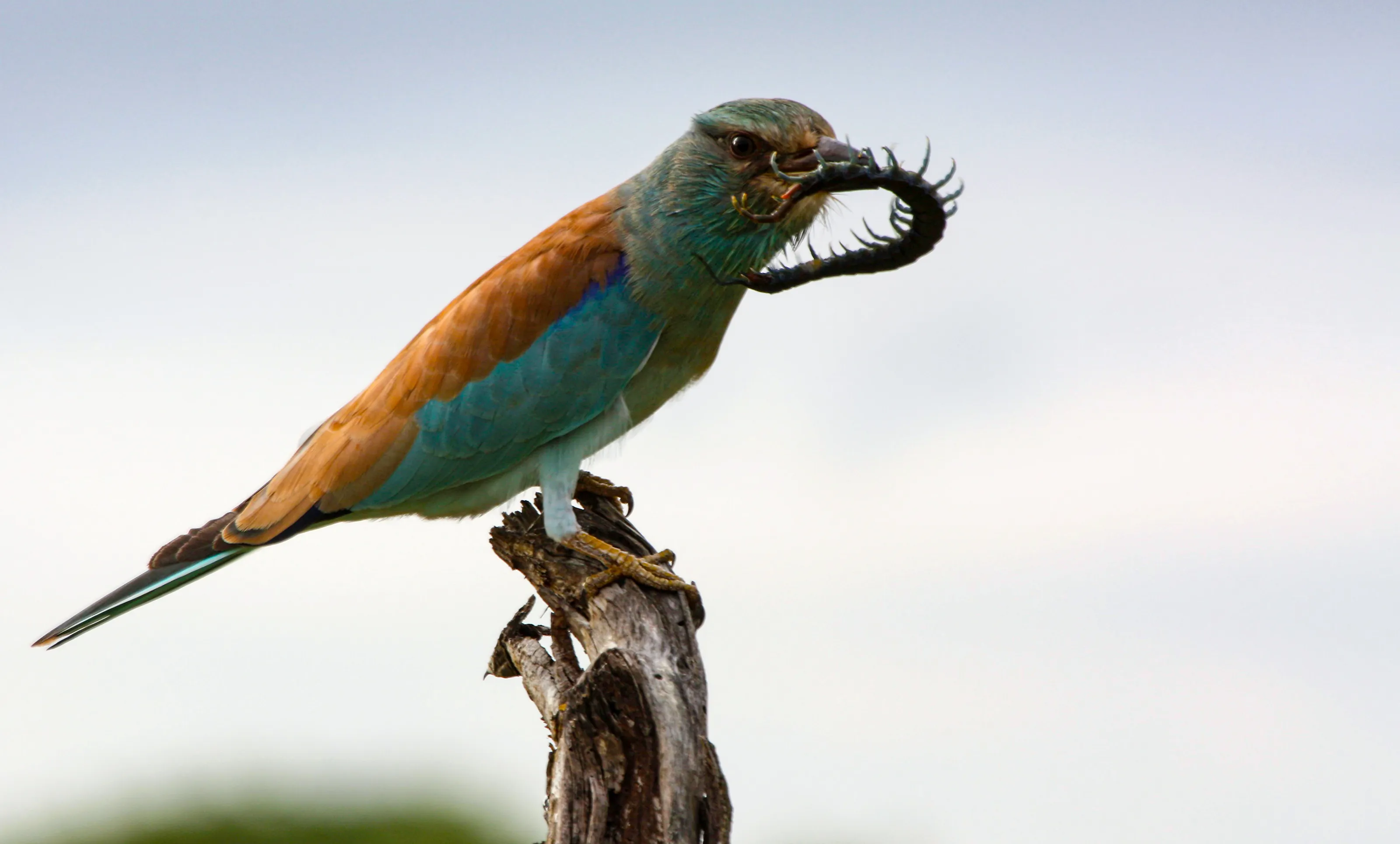 European Roller with dinner...