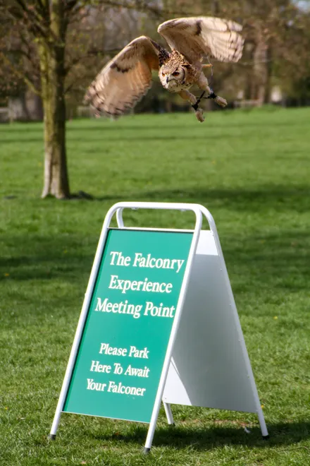 Excuse me .... European Eagle Owl