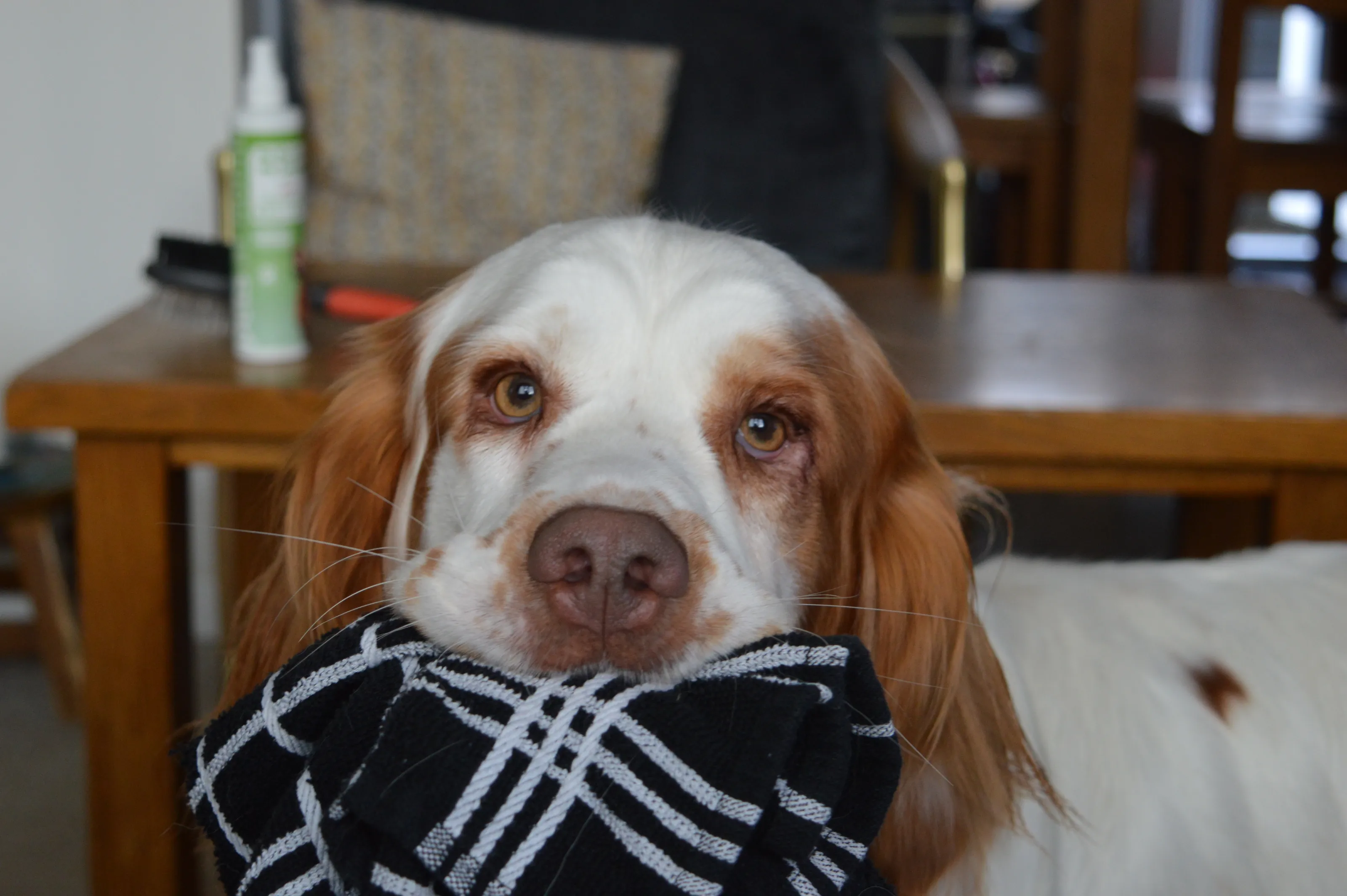 My dog