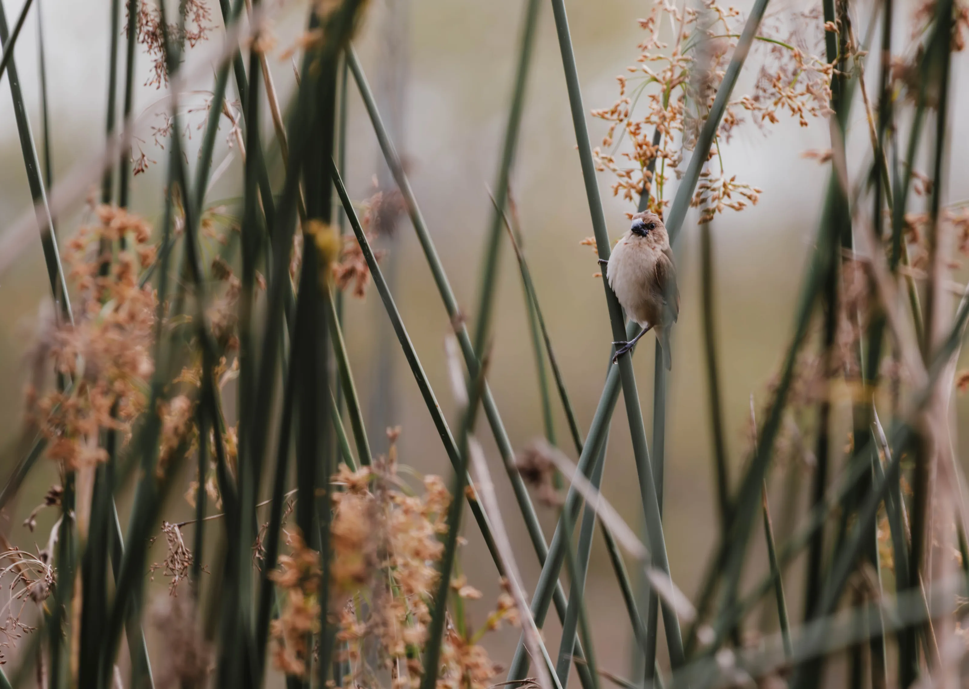 Marsh Wren in the Reeds