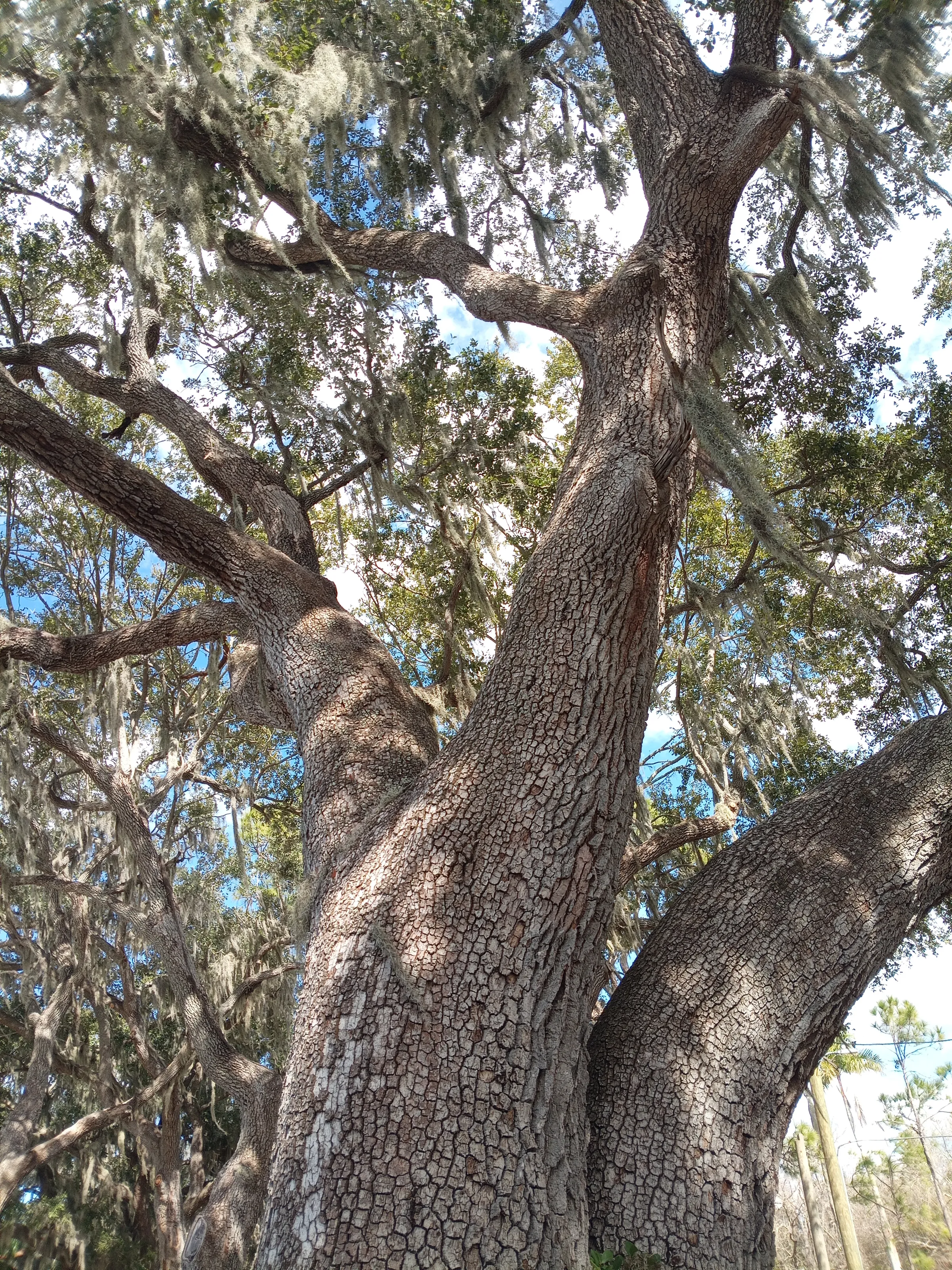 Old mossy oak