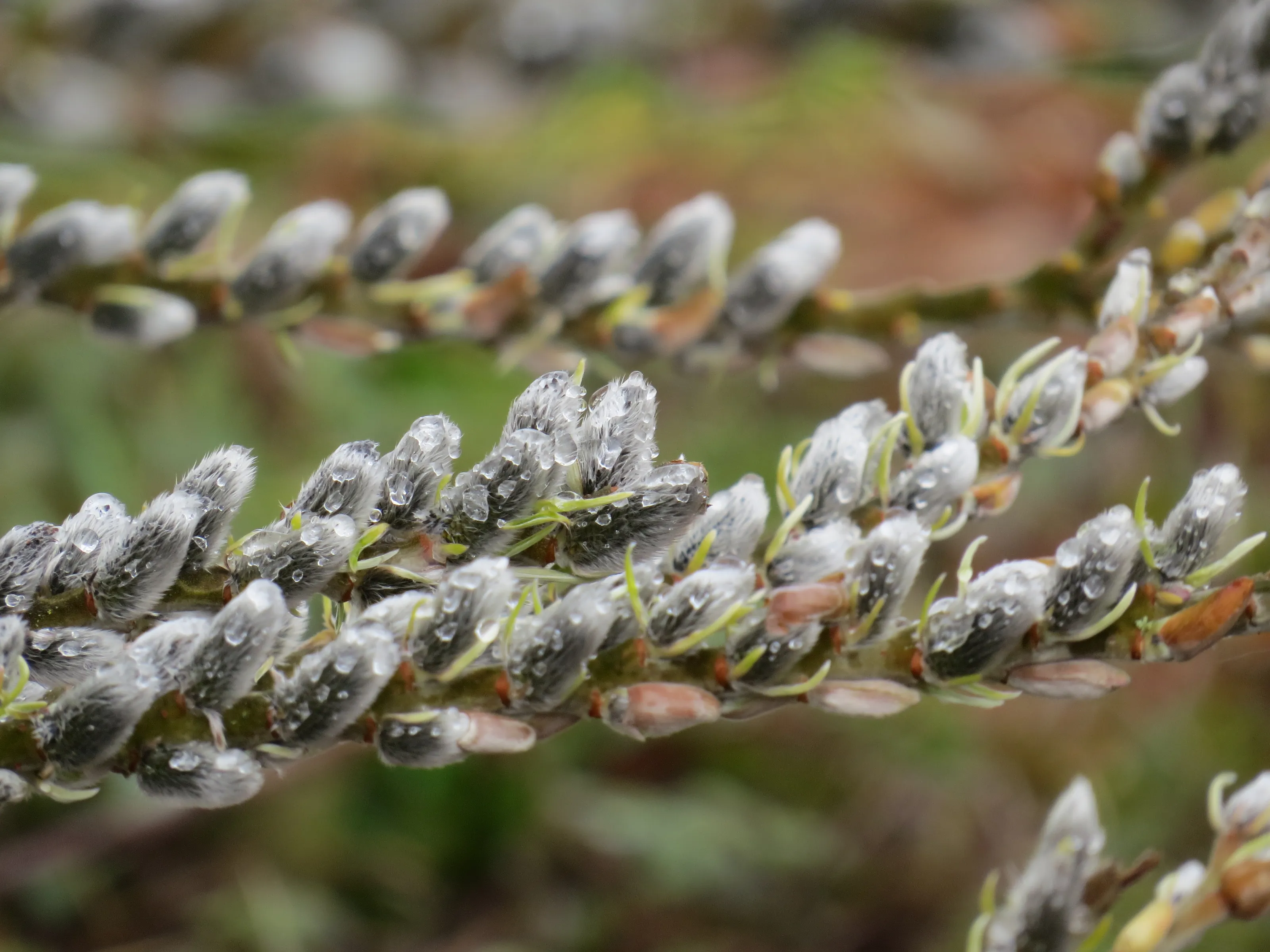 Catkins and Pussy Willows