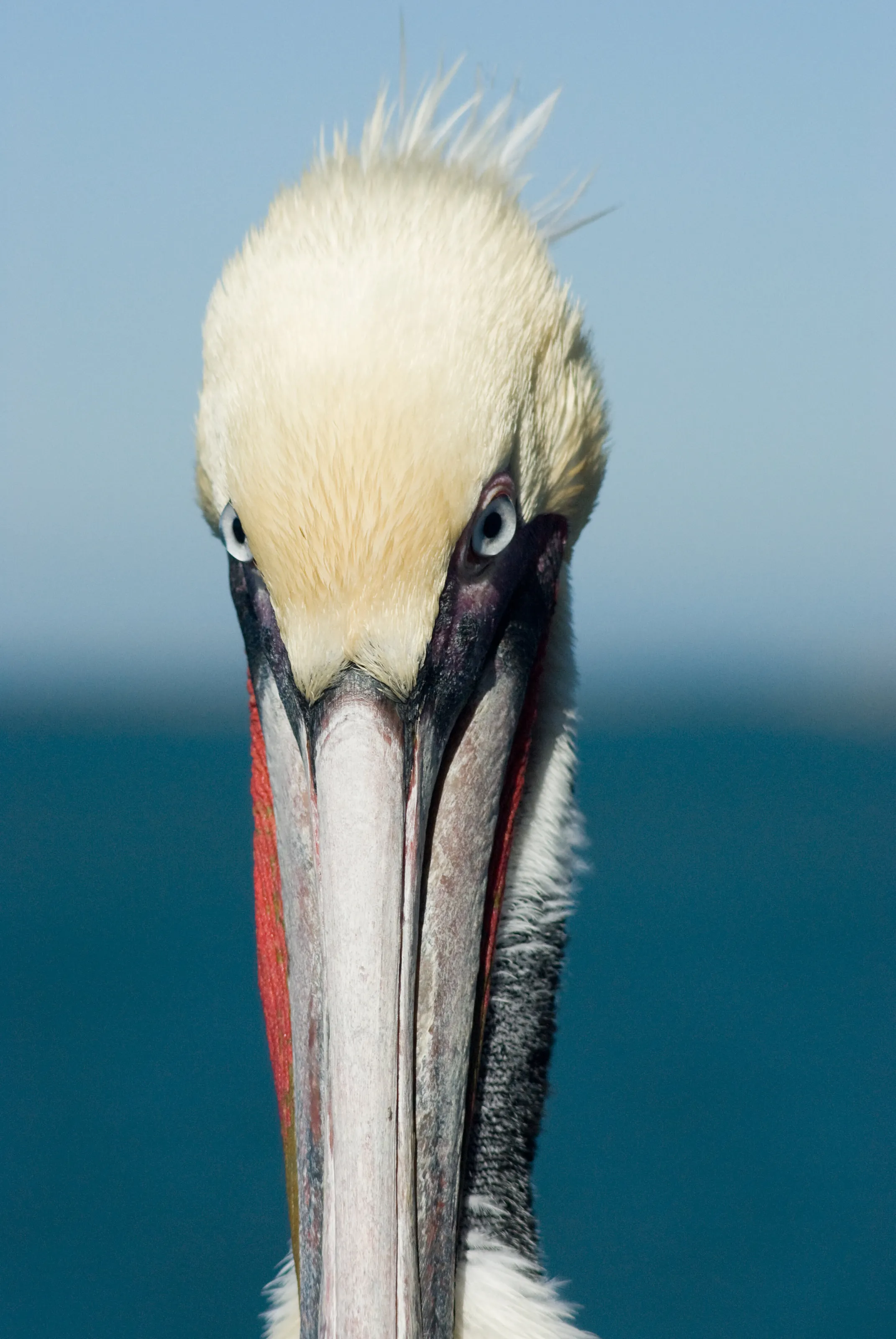 Barnacle Bill