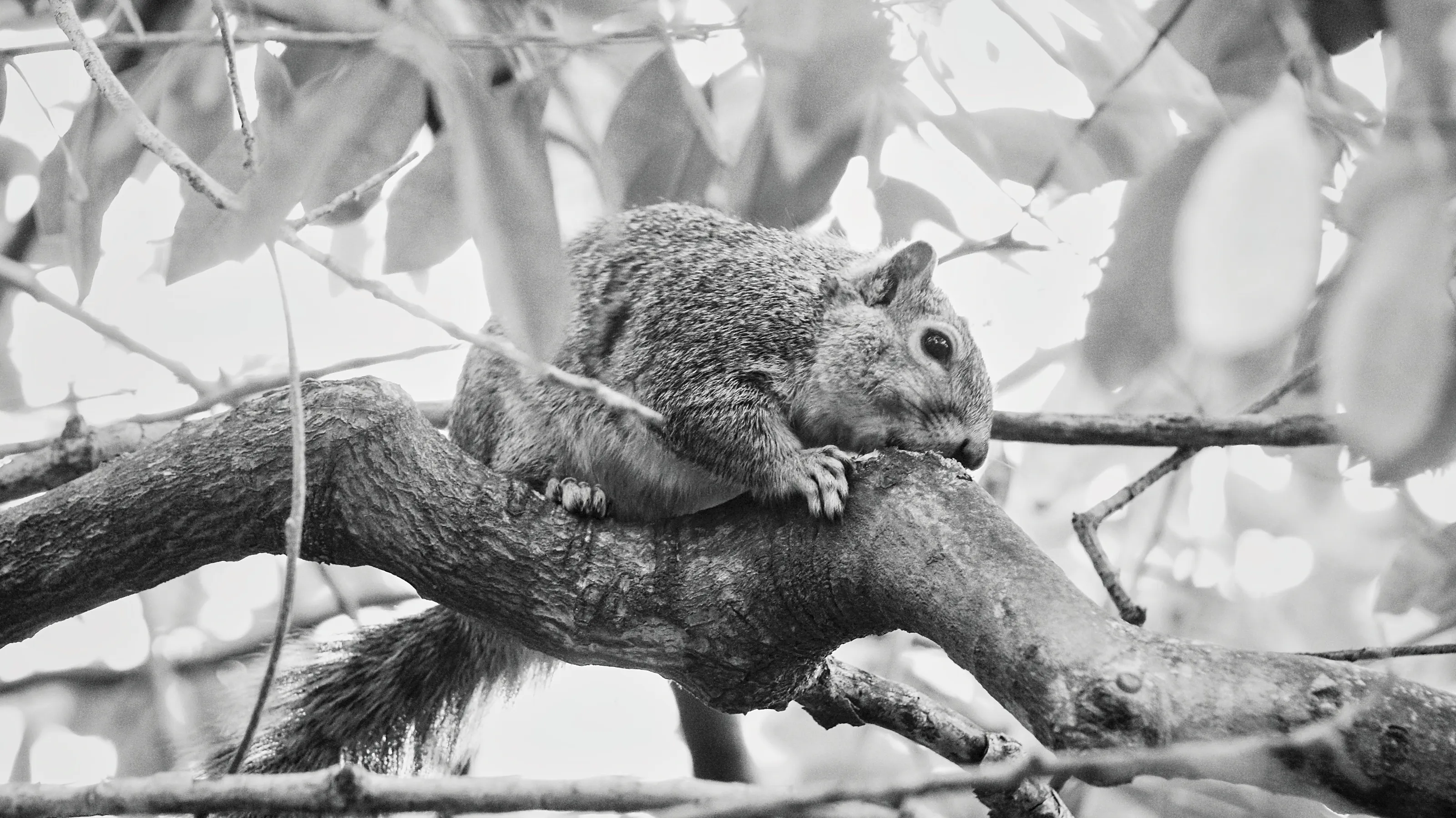 Squirrel Relieving an Itch - B&W