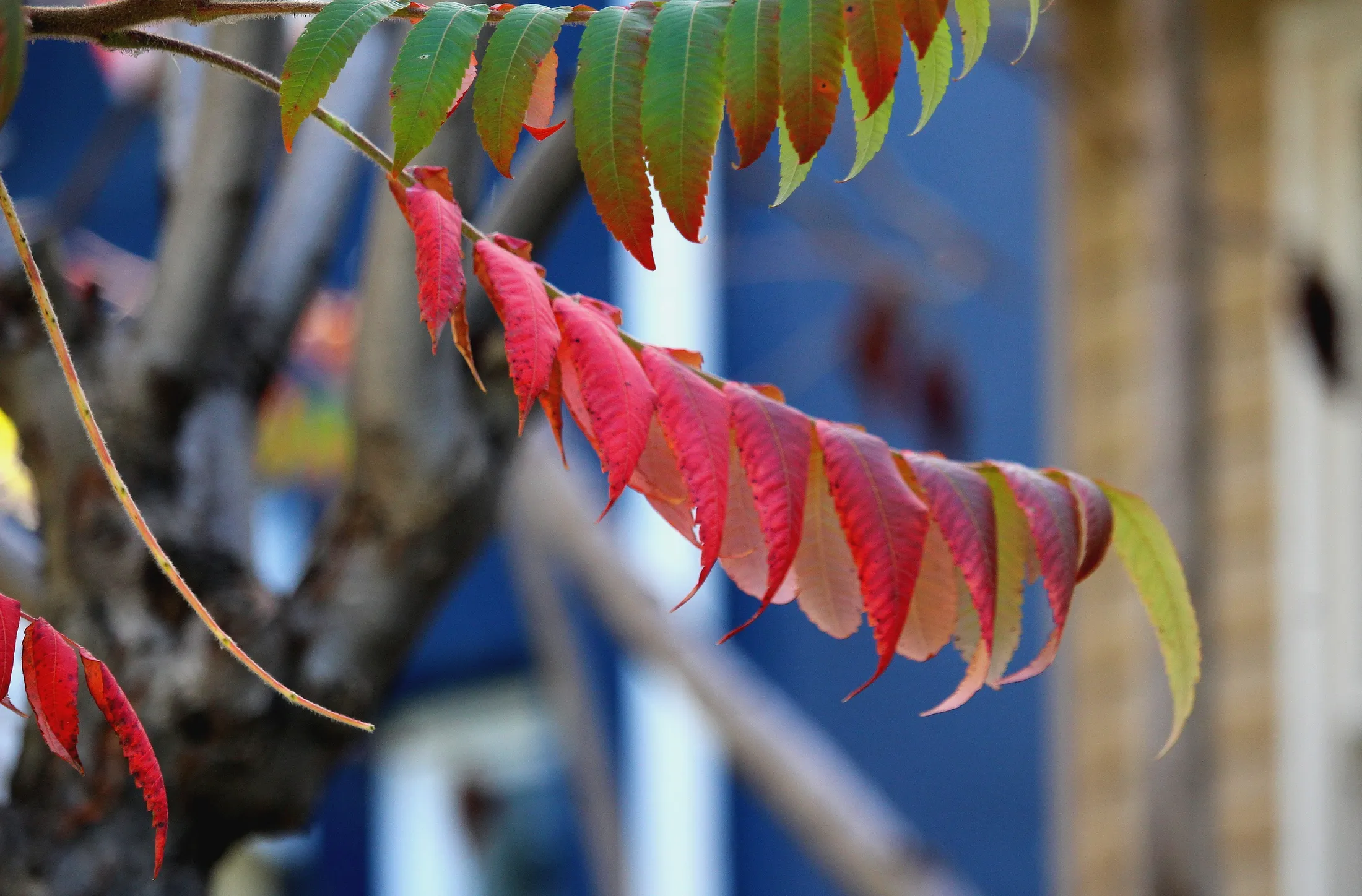 Pop Art Autumn