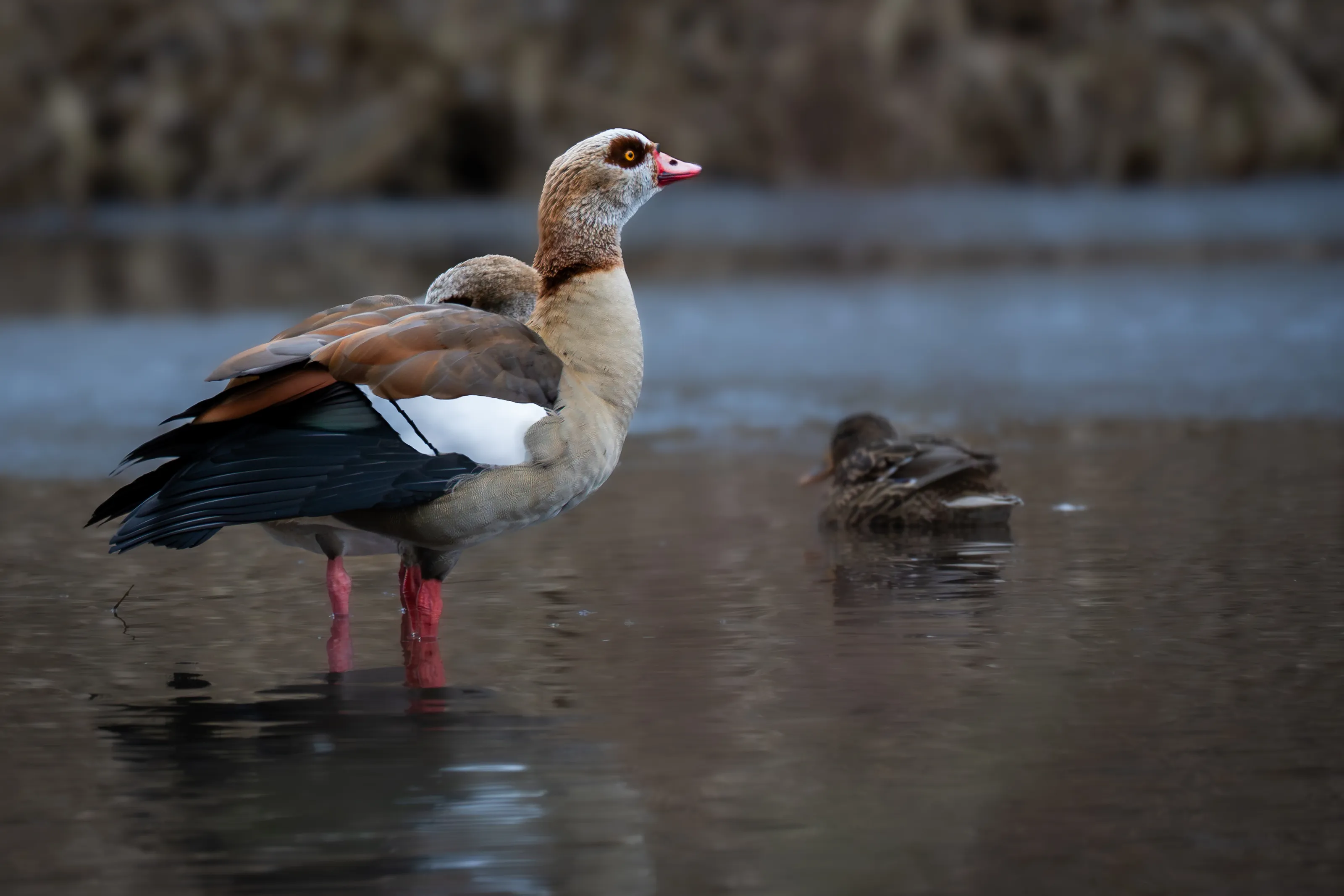 Nilgans