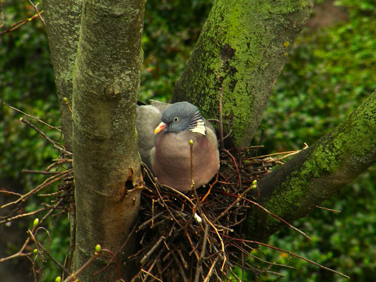 Entry 27728477