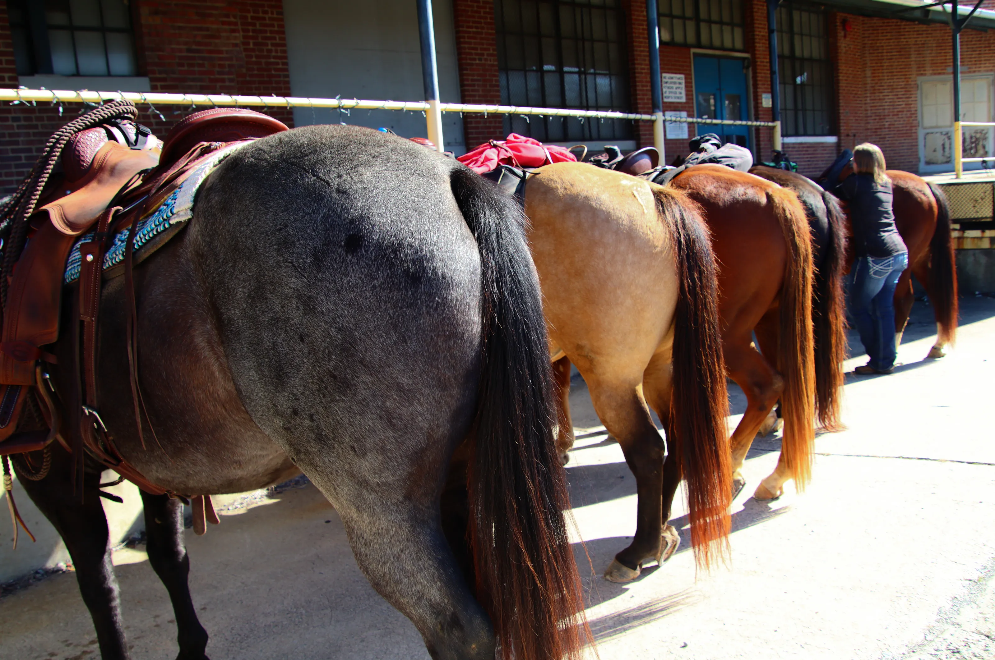 Tails of Farm Animals and Pets