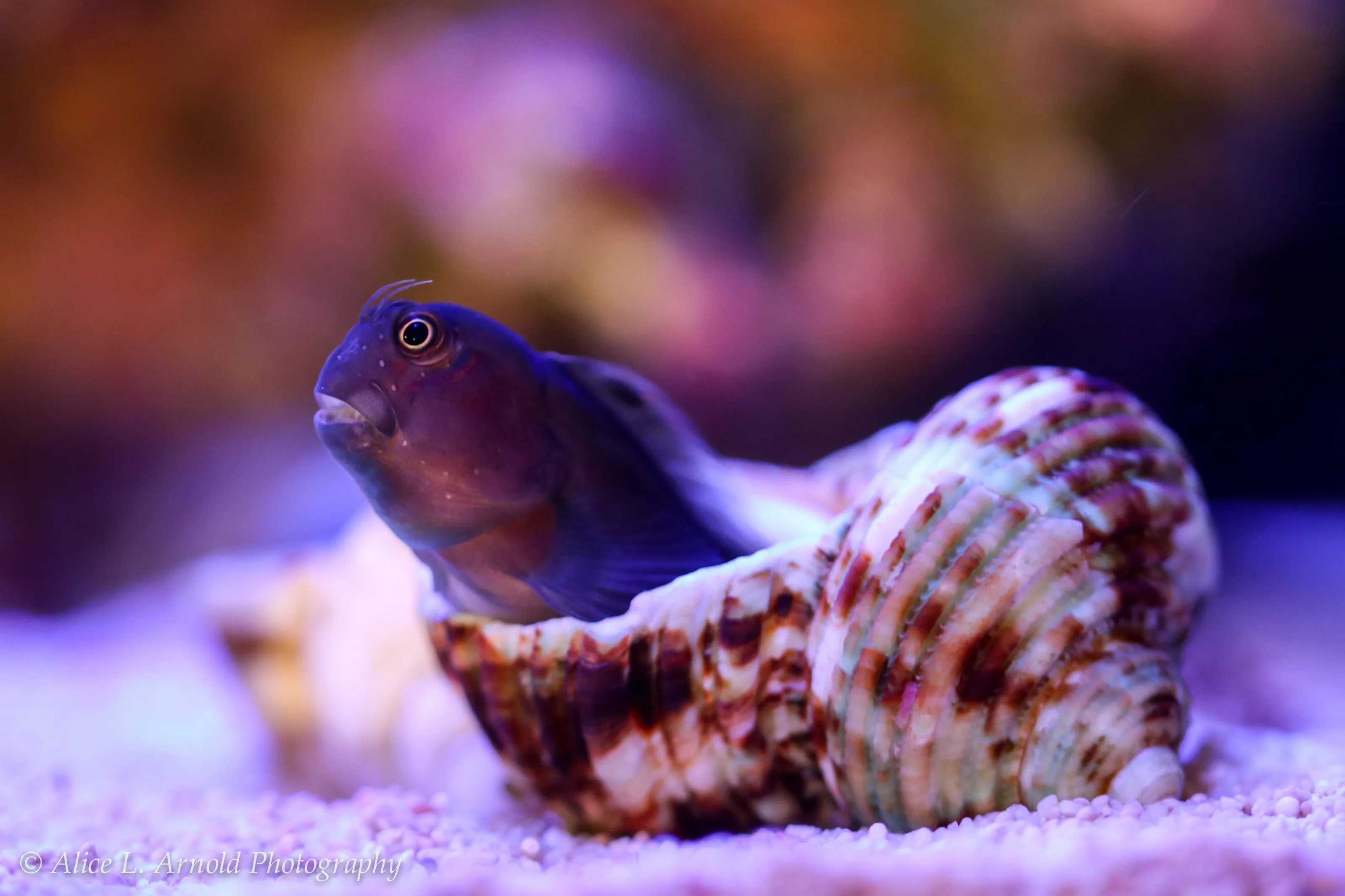 Saltwater Aquariums and Their Residents