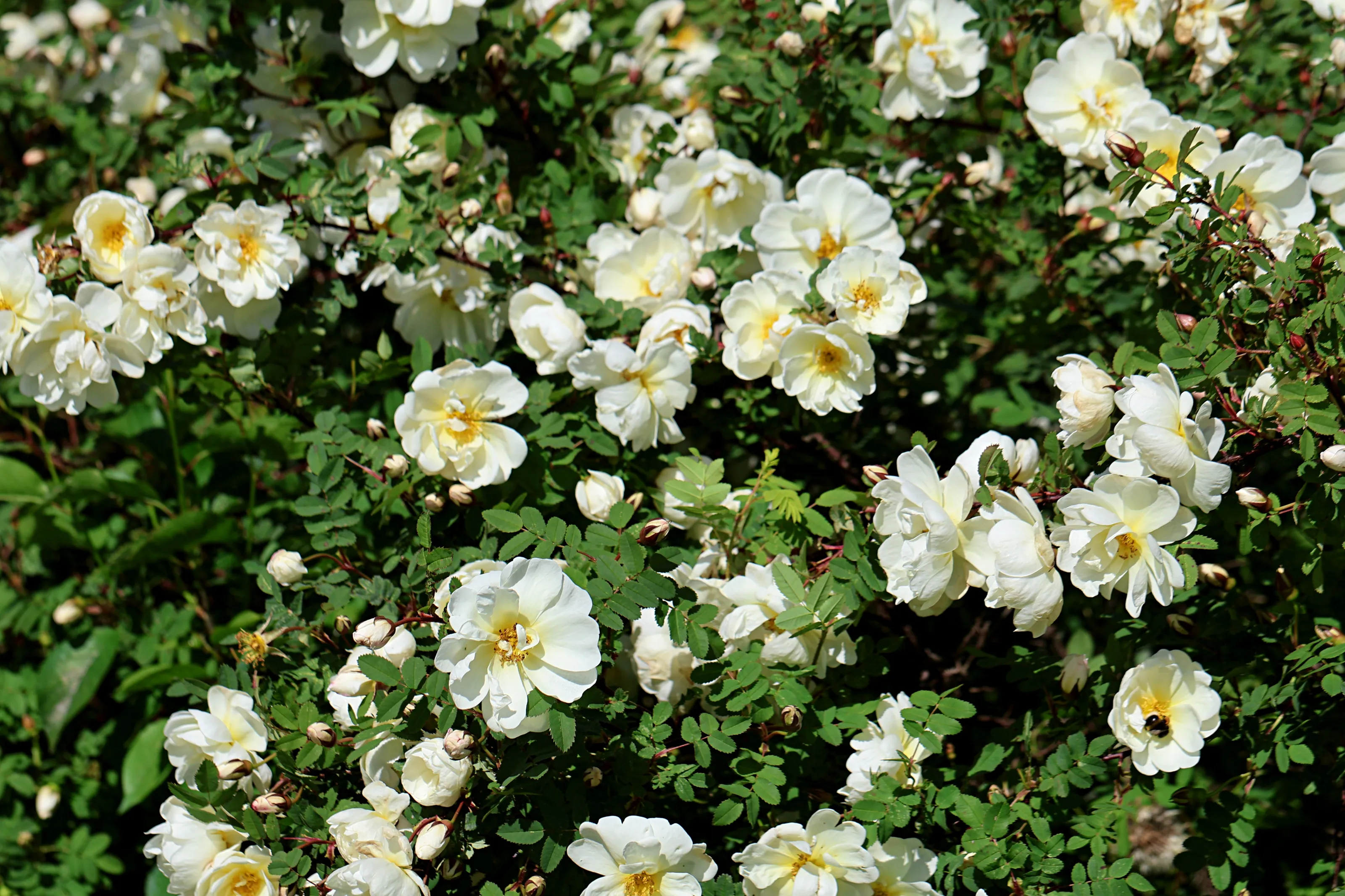 Rose Bushes