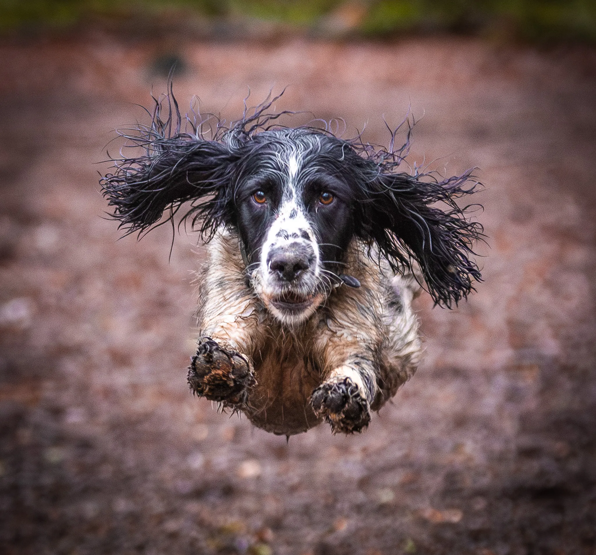 The flying dog
