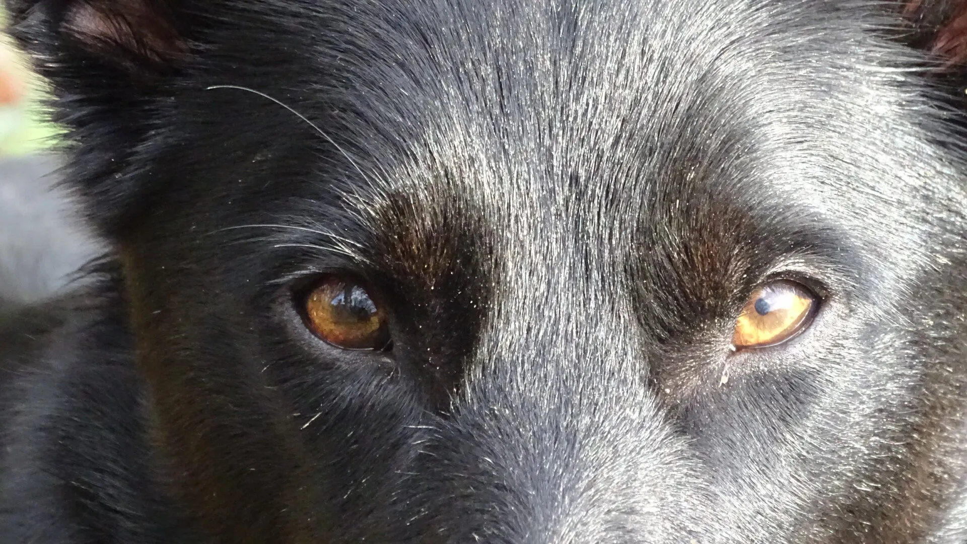 Sheepdog stare